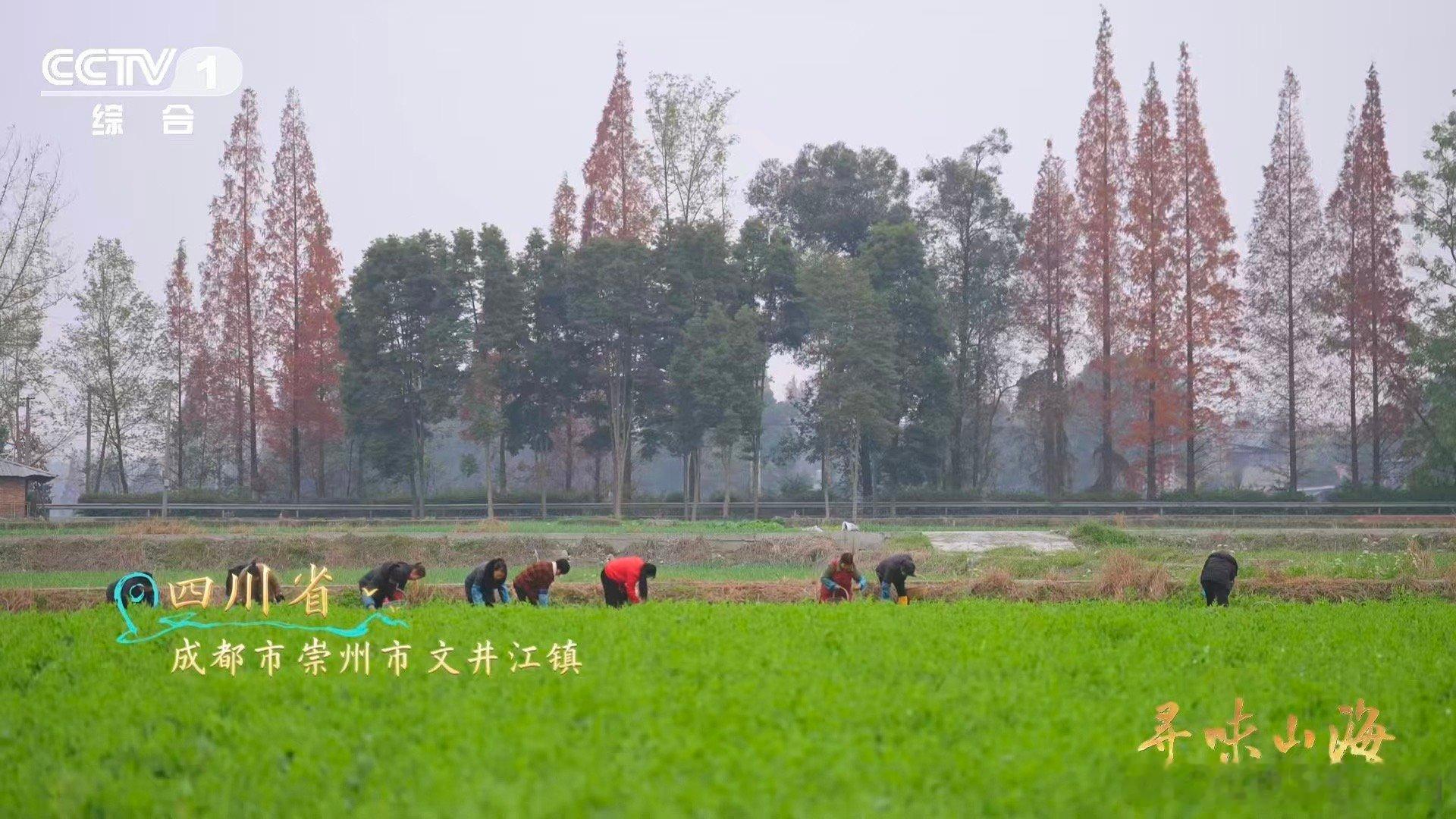 这就是四川省省菜吧陆游因为馋豌豆尖写了首诗原来陆游也是“豌豆颠儿”信徒！离蜀后靠