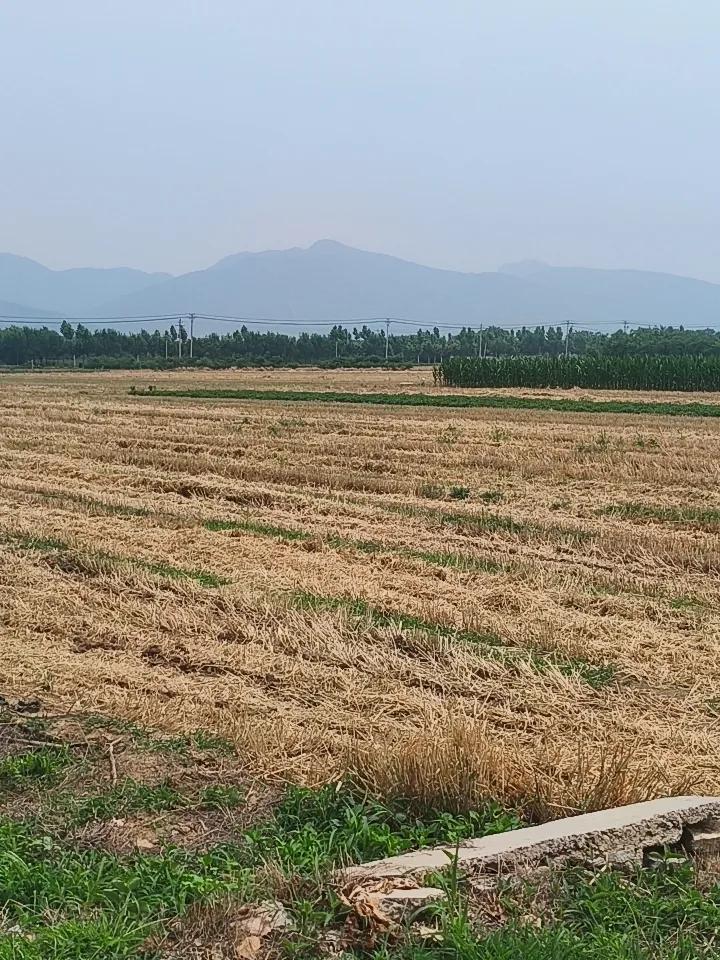 几天之前还是麦浪翻，现在已经收割完毕，并且种上了夏玉米。
拍摄于肥城市潮泉镇