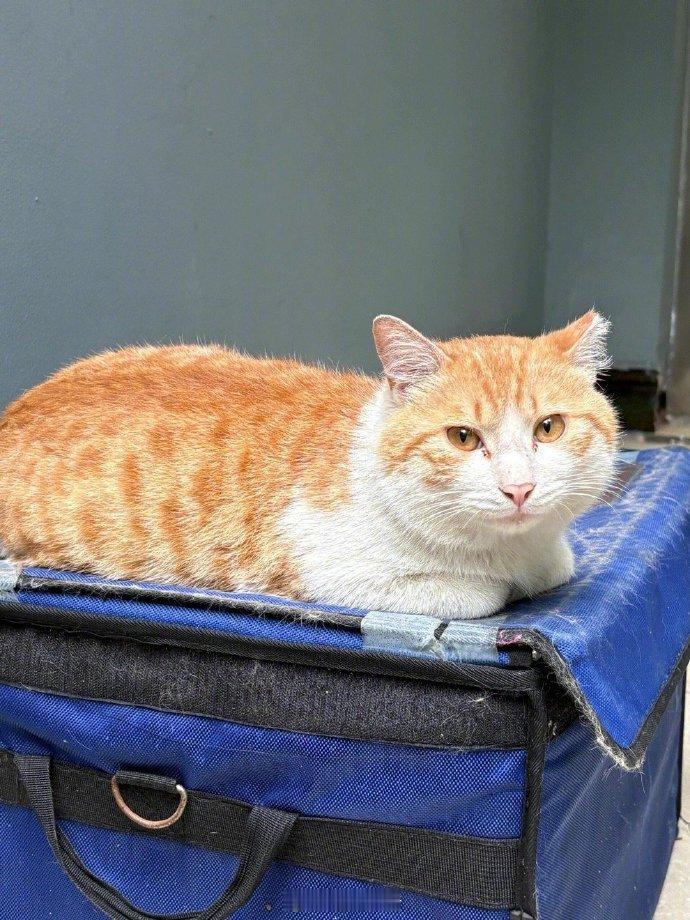 守护外卖猫猫有责 ​​​