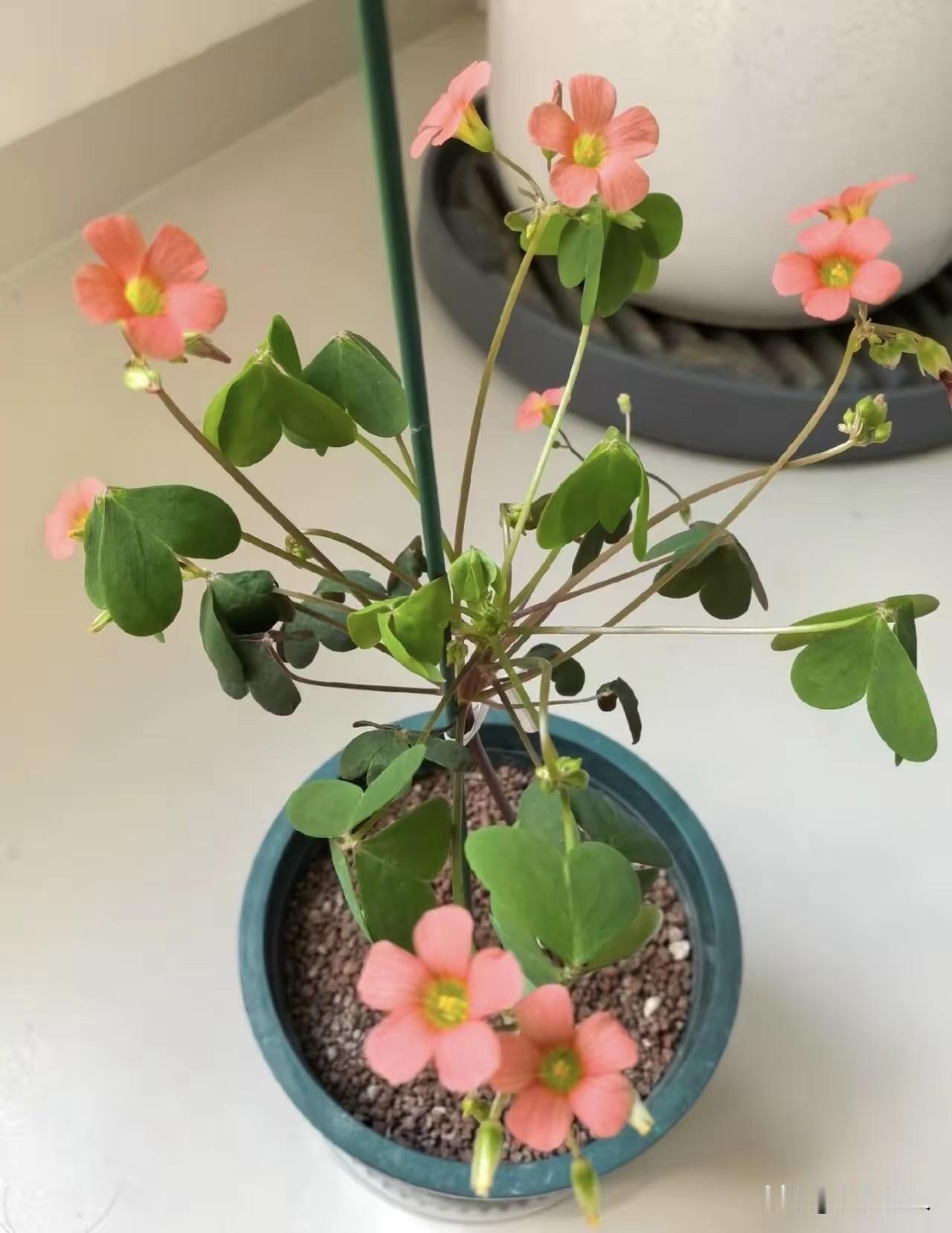董事长6次降我工资，从85000降到3800，合同最后1天，人事笑疯了。我是公司
