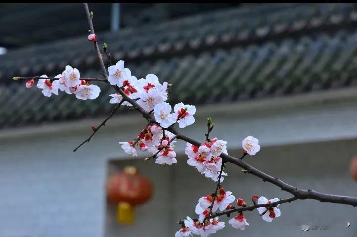 霜凝菊蕊香