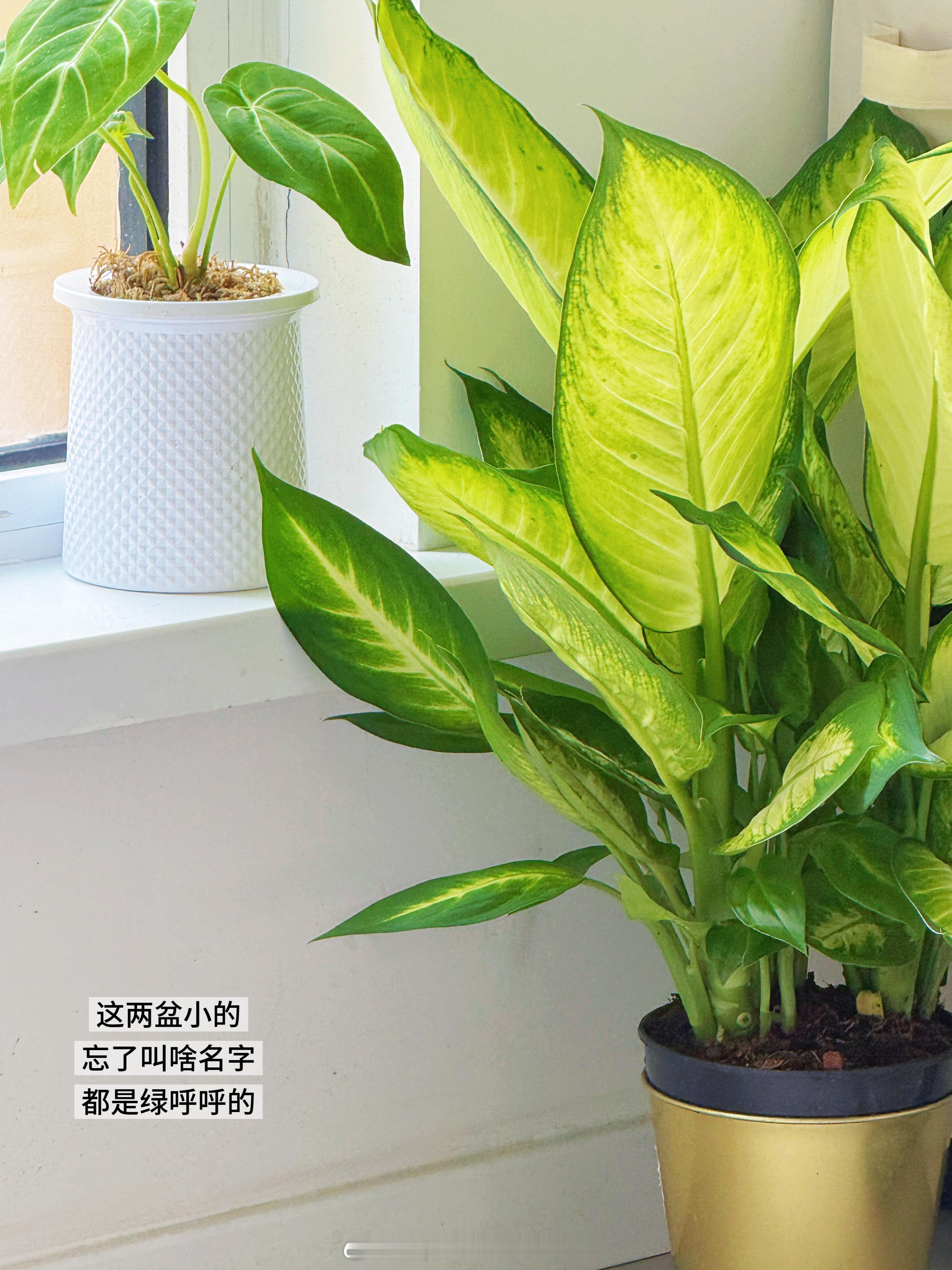 ✨长期主义8月底的生活好物plog📷前两天去曹庄花市购入了一波儿崭新的绿植🪴