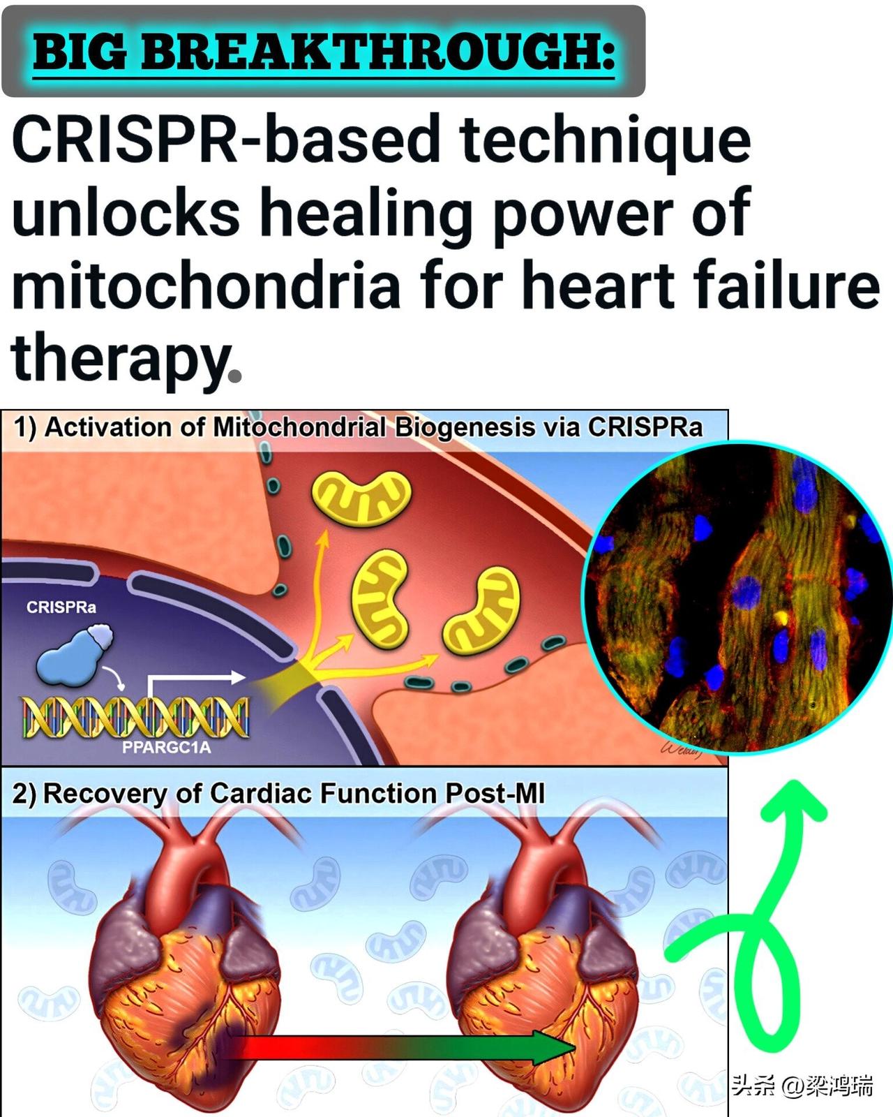 由美国莱斯大学（Rice University）的研究人员开发，该技术利用 CR