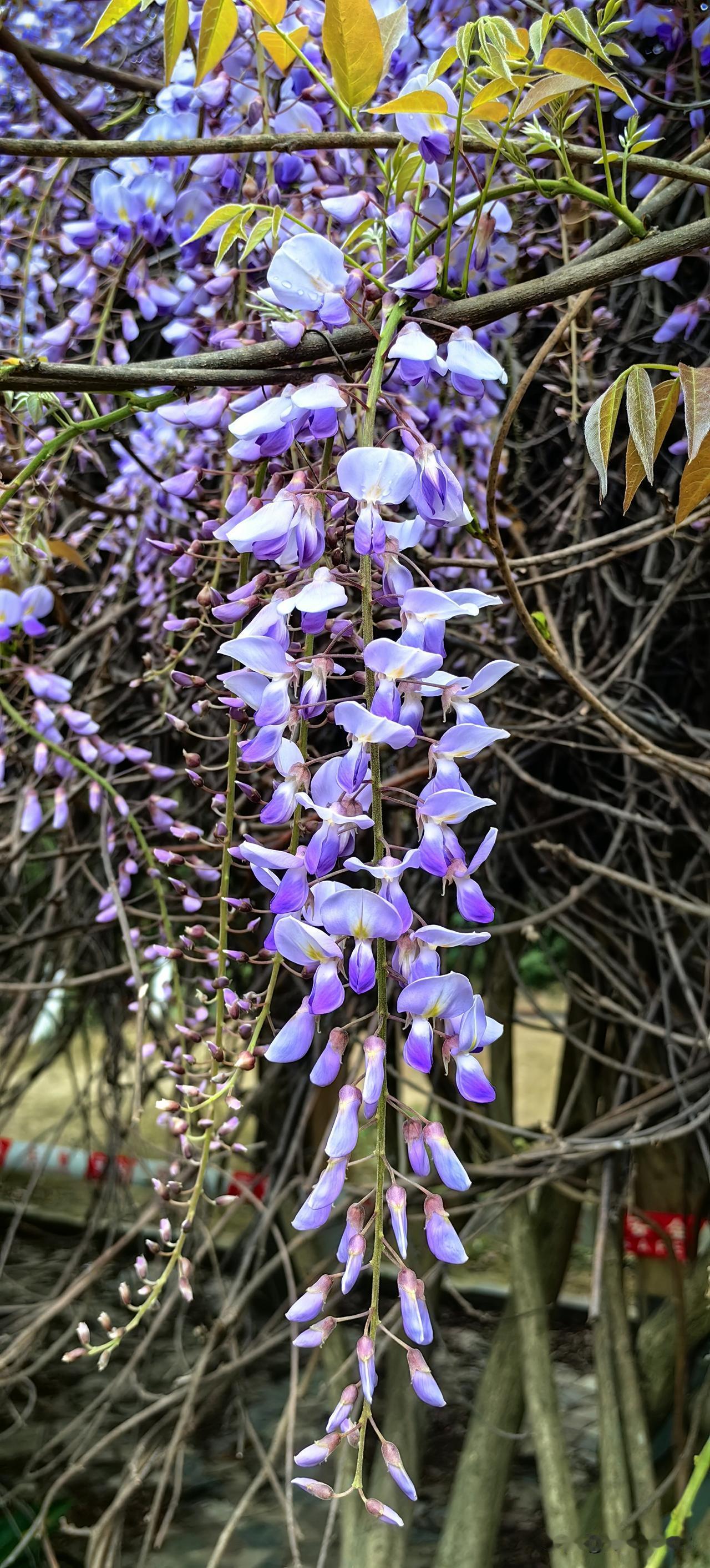 一帘紫韵
 
几场春雨过后
屋后的紫藤
悄悄点亮了整个春天
 
花穗垂成帘
粉紫