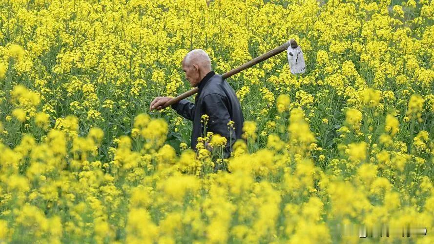 口口声声说别人在抹黑诋毁农民的人，好像很有良知，但一谈到农民如何依法缴纳社保解决