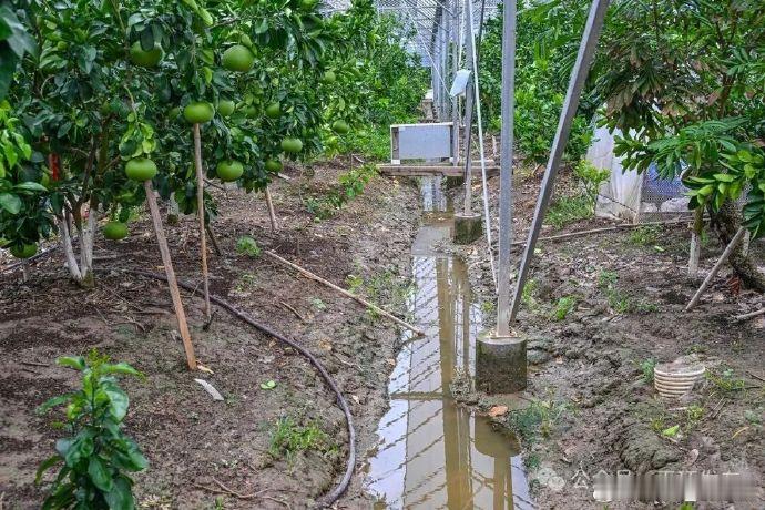 台风过境玉环文旦种植户却多了份底气 台风刚走，漩门湾湿地里排起的长队，领的不是救