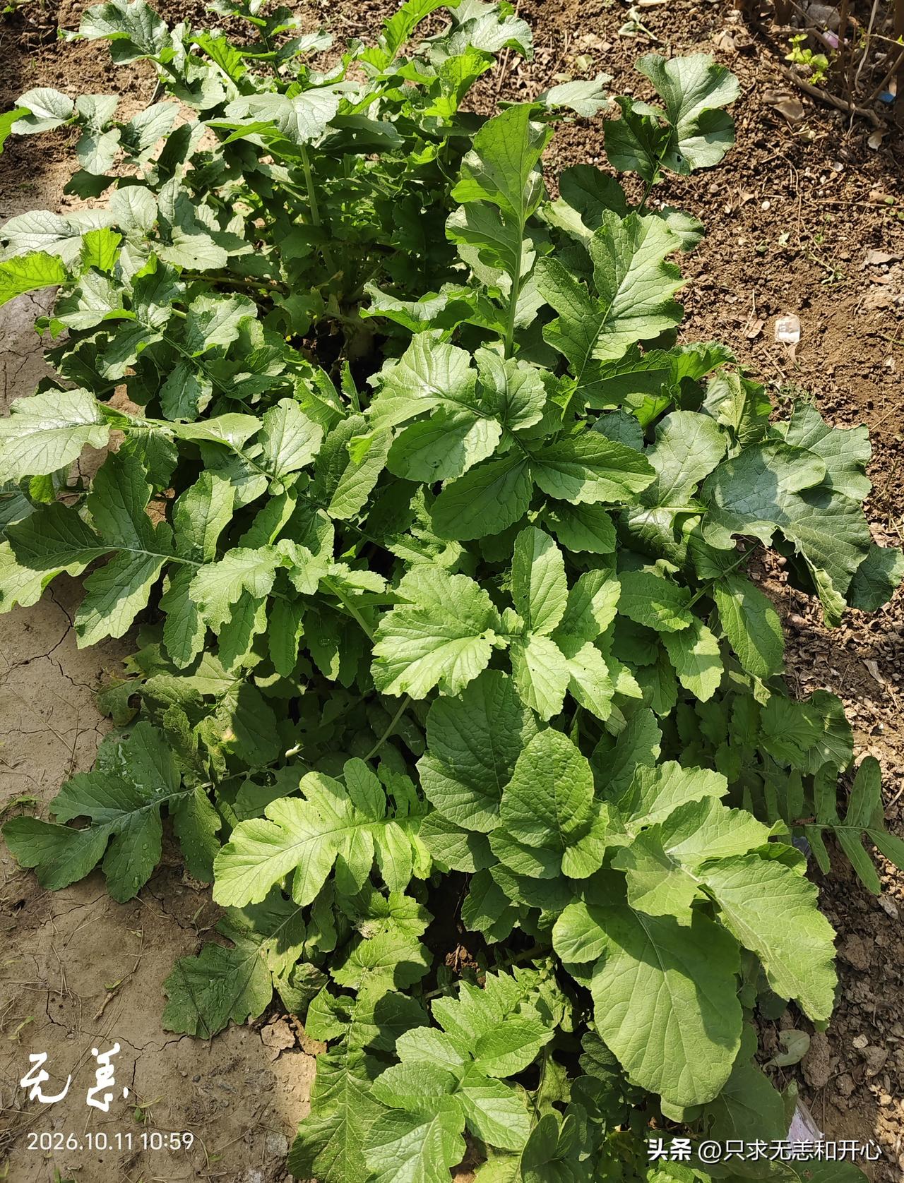 今天有点儿倒霉，踩了一脚屎，不知道谁又去小菜园里便便了，这是无语了。
看了看我种