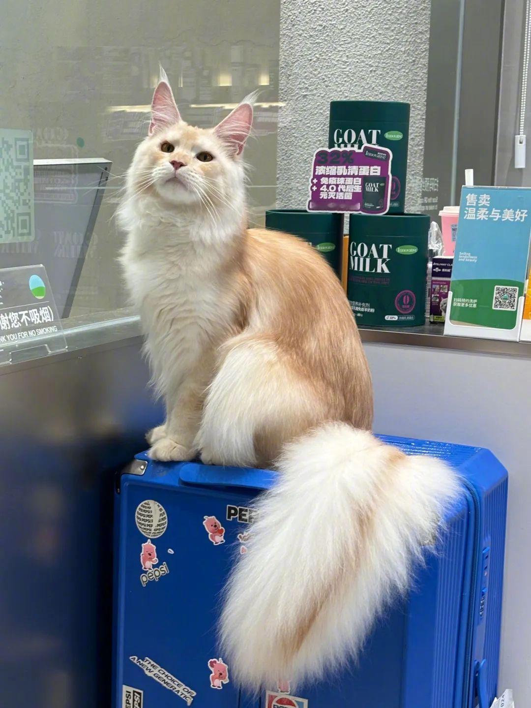 大尾巴小猫治愈世界