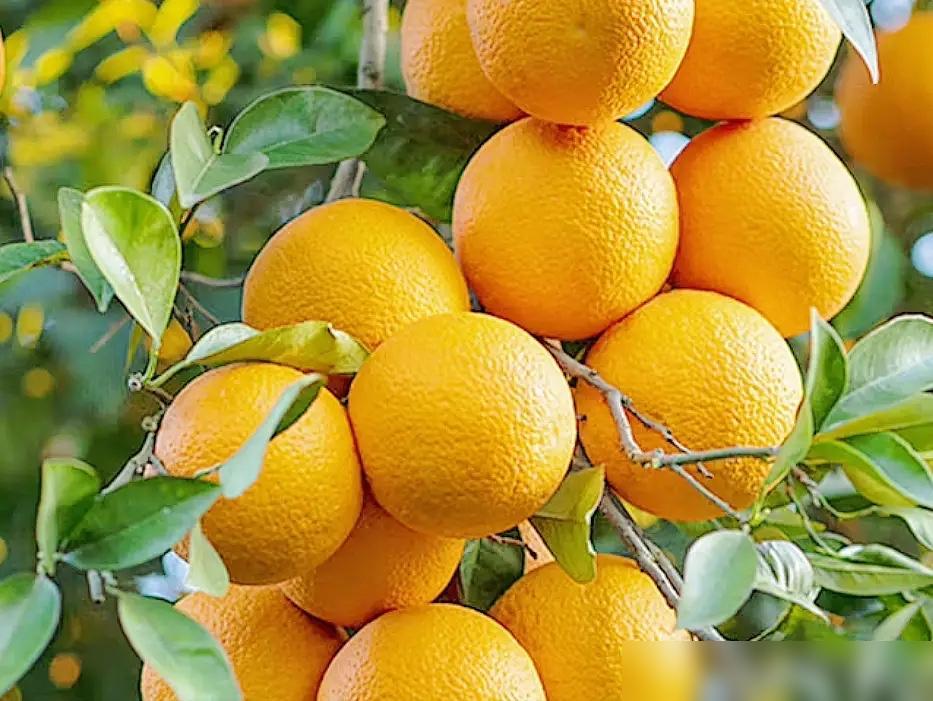 我老公的前女友是江西的，给寄来了橙子，我用老公的手机回复她：橙子收到了，我老婆很