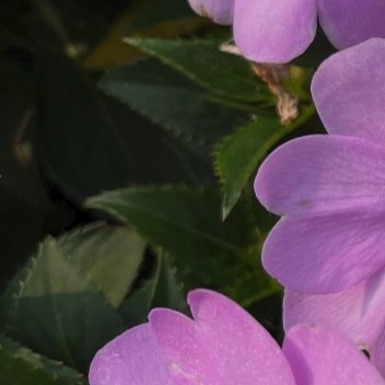 凤仙花种植方法:一、土壤凤仙花适宜在土层深厚、疏松肥沃、排水良好的砂质壤土中生长
