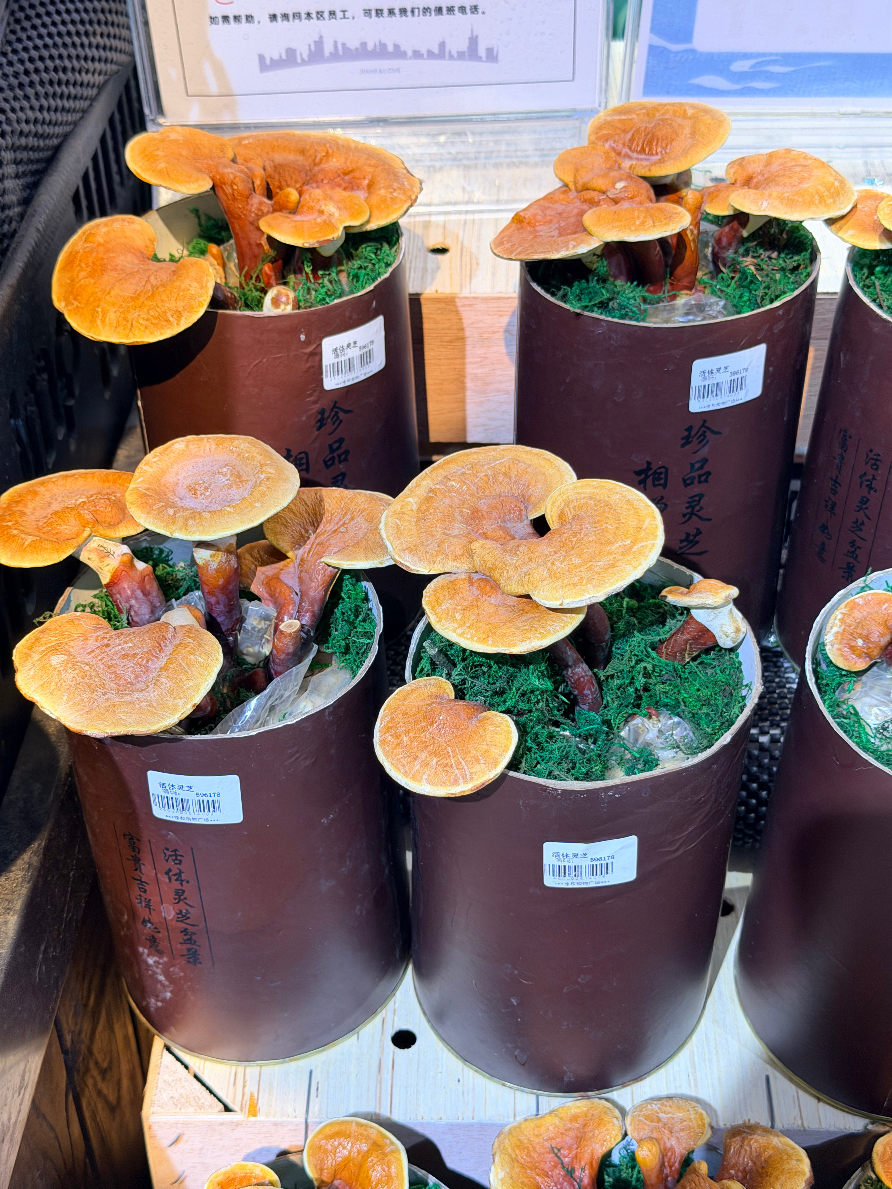 活体灵芝，第一次见小梦日常分享 菏泽·CHUU(菏泽佳和城店)