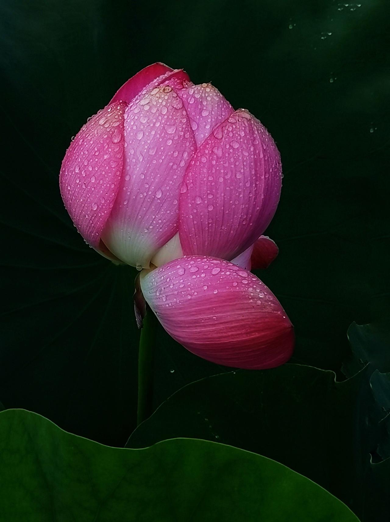 宗萨仁波切曾经说过：在与亲人相处时，试着放下纠正的冲动，遇见不同的观点时，暂停反