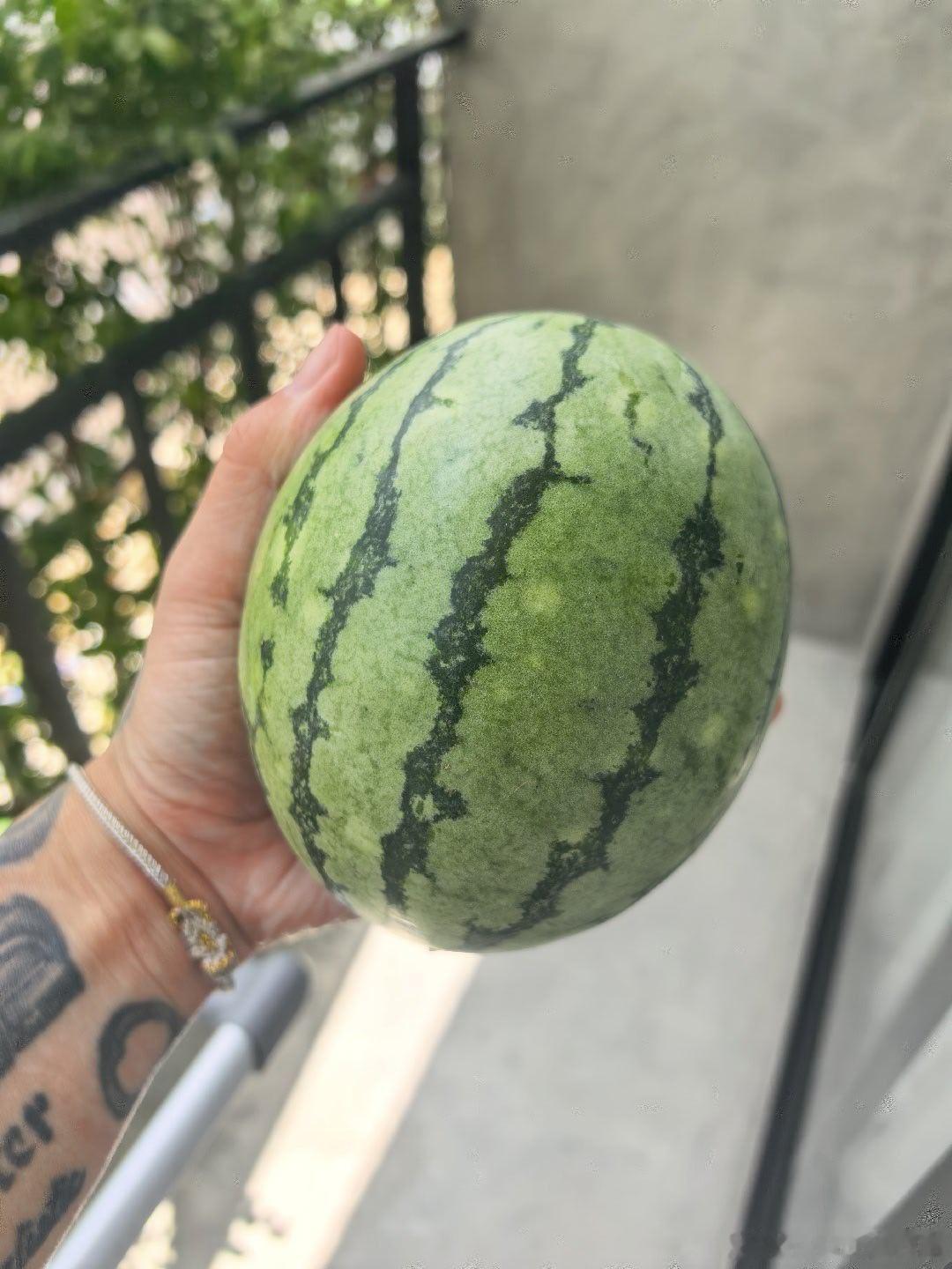 🍌🐮乃，mini西瓜。这几天研究下哪里的山可以爬～训练结束。格斗泰拳刘丽格斗