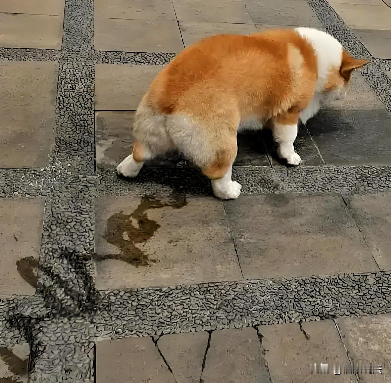 江苏姜堰，男子发现邻居家小狗几次在他家店门口小便，心里很膈应，一天，男子见小狗在