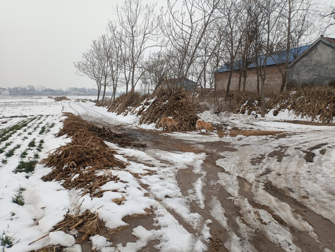 雪后的老家，是种思念和渴望，是一幅藏在心底的画。
   小时候，一下雪，整个天地