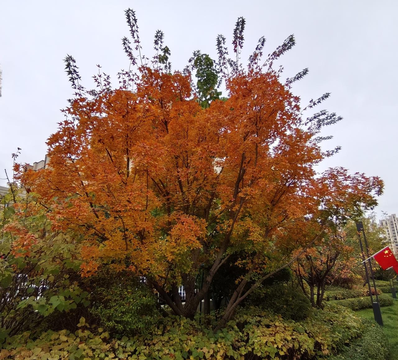 可以分享一张秋景树叶的照片吗