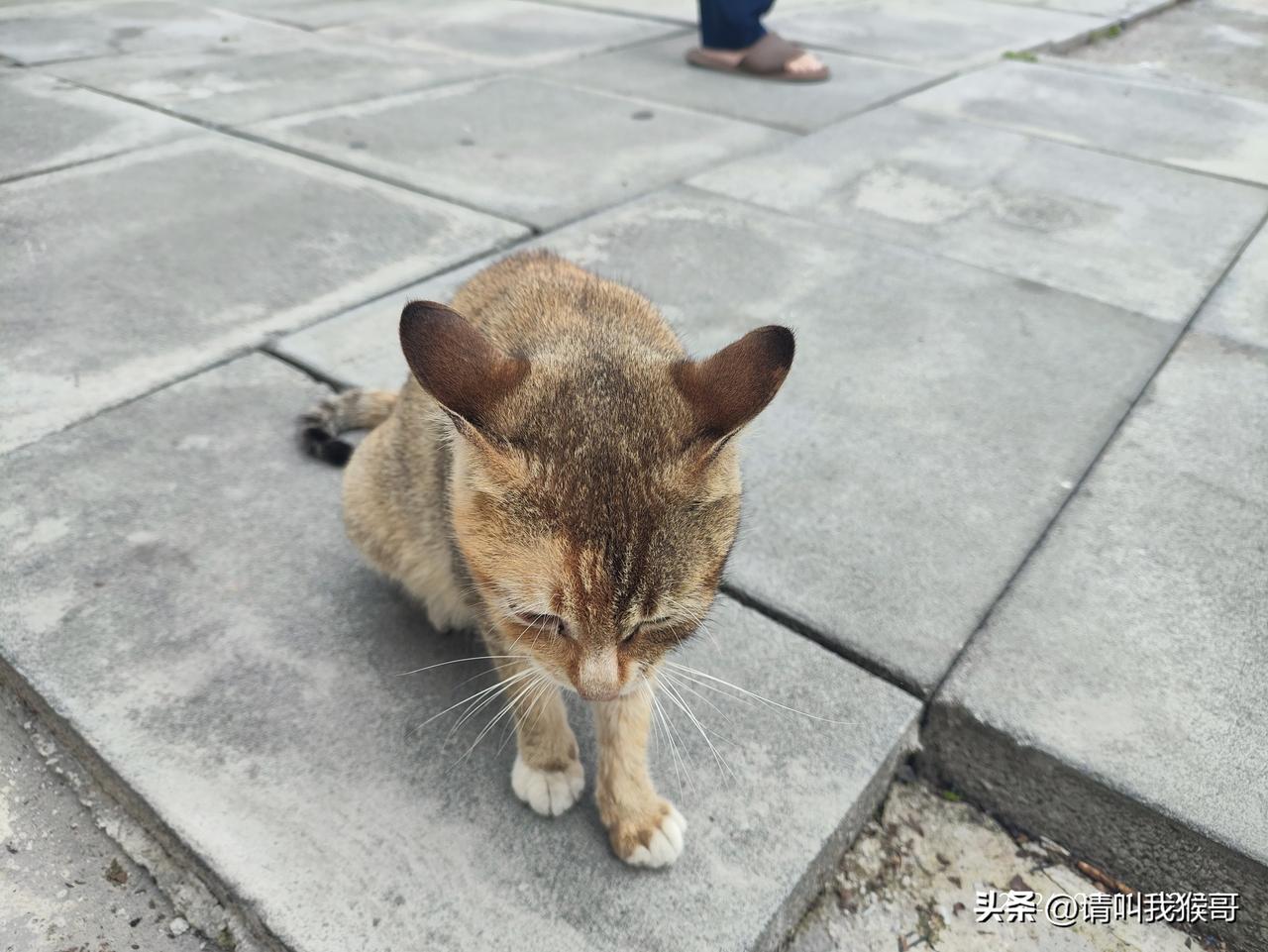 天南地北大拜年工地来了一只流浪猫，一点也不认生，貌似还怀着宝宝。