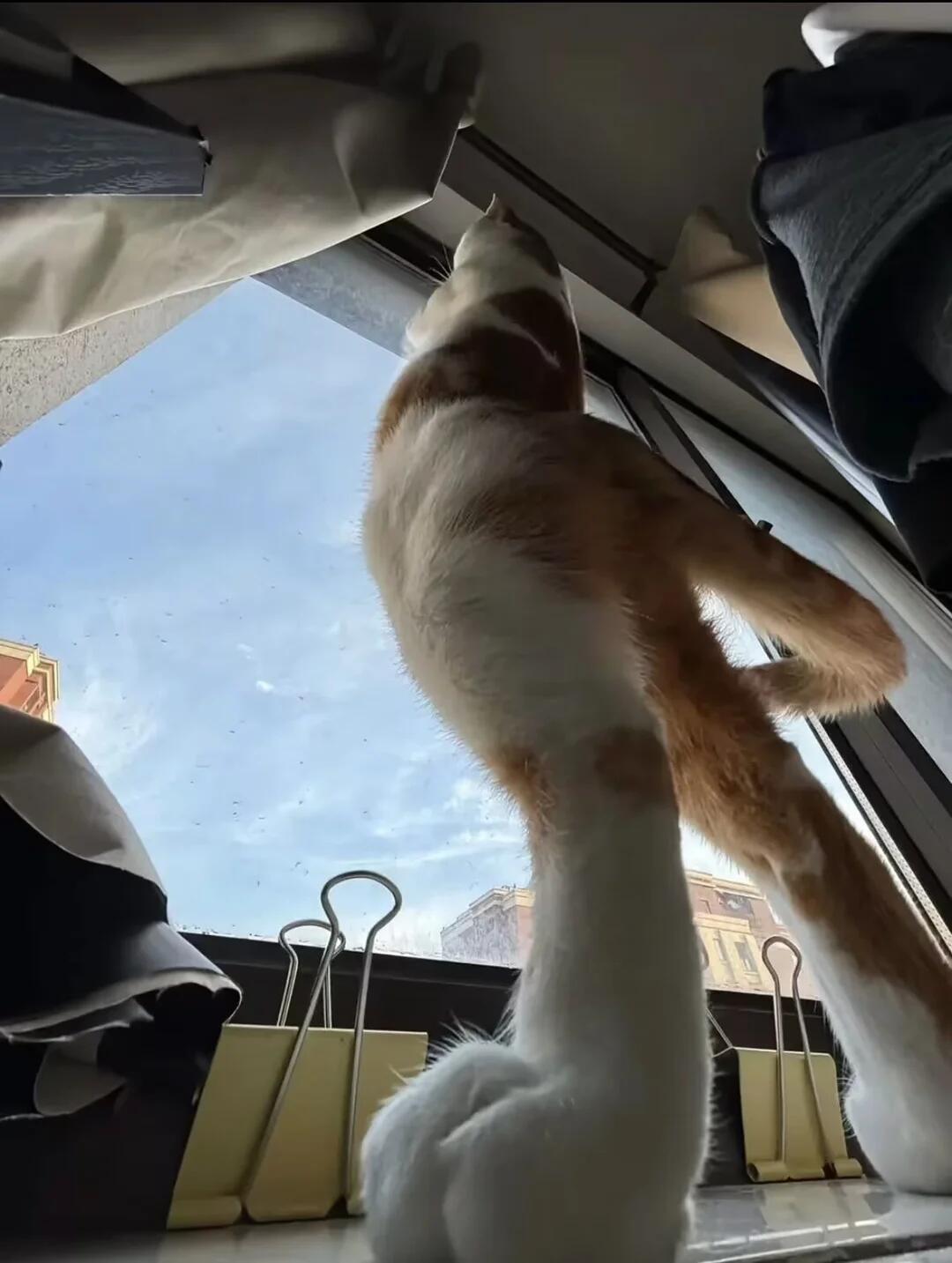 小猫的身高永远是个谜 ​​​