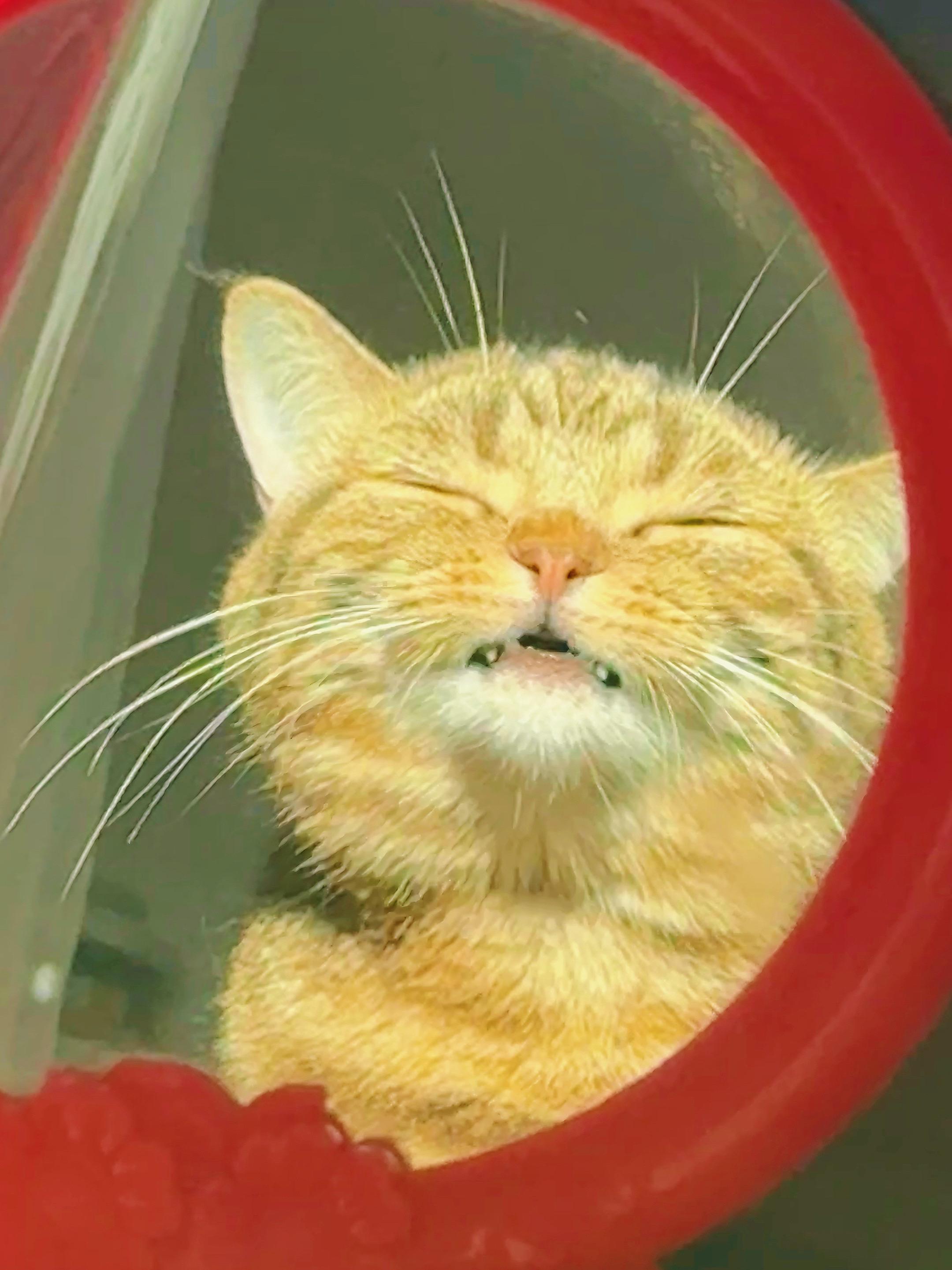 闭眼识小猫。我认识
