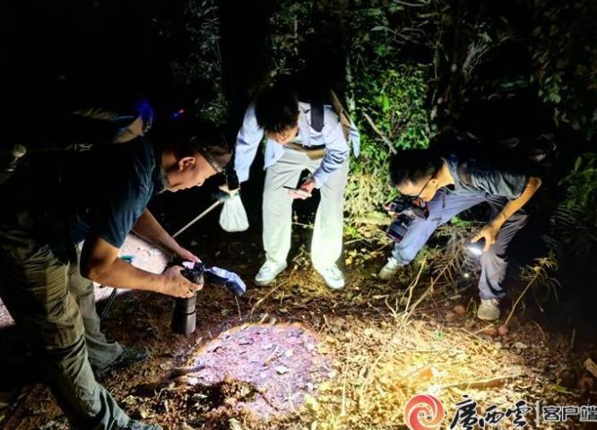 你敢信吗？在人类眼皮子底下藏了上百万年，靠一套“真假头”骗术躲过无数天敌的广西“