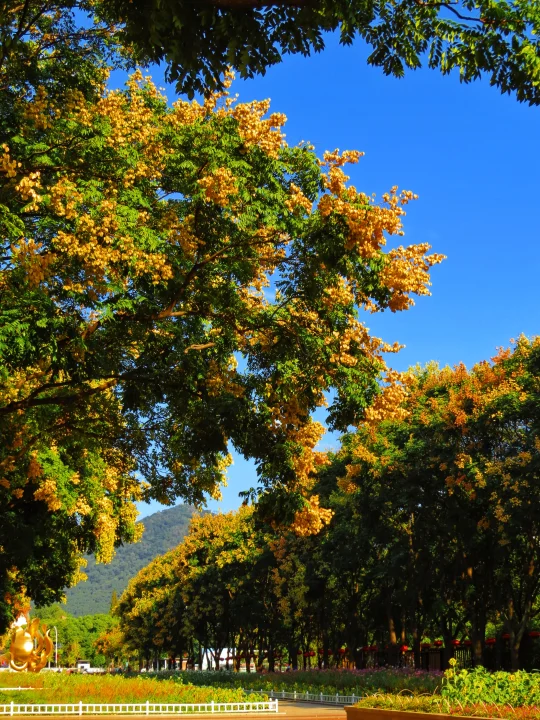 南京栾树花开，遇见秋天的第一场烟花🎆