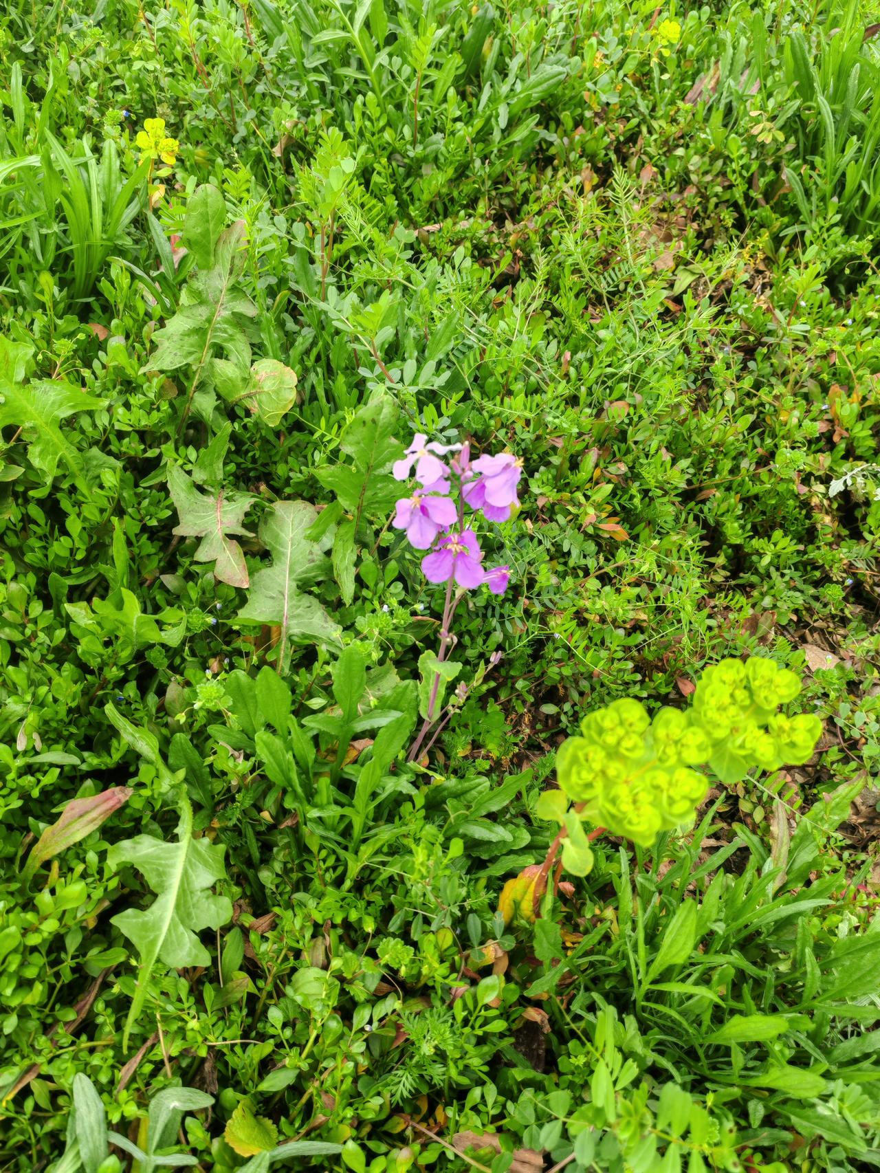 集卡领红包今年武汉市马鞍山公园里面的二月兰长得不太行，只有星星点点的花，好像营养