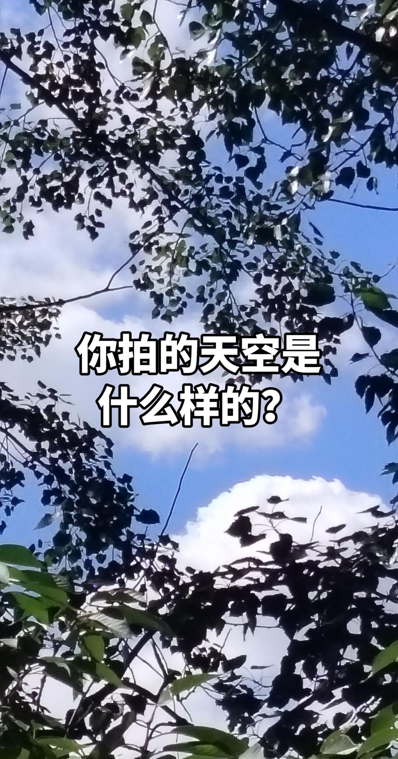抖音玩法合伙人计划 情绪音乐玩法新风向 树与天空美照 树与天空美照