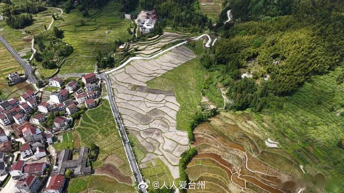 丽水青田稻菊轮作绘就最美共富画卷 梯田如画，皇菊飘香！青田阜山乡把“农忙”干成了