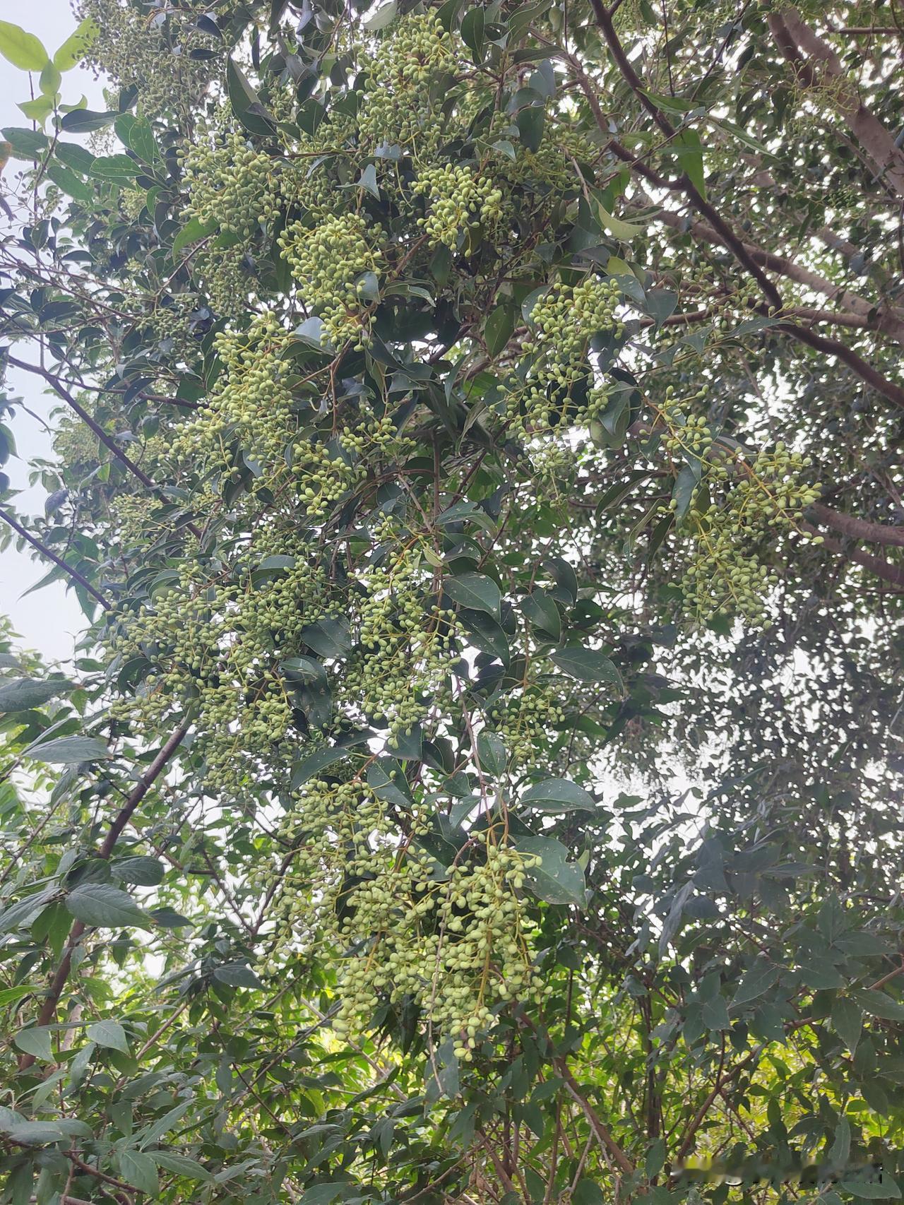 我心里好难过呀！
今天下午4点，中央台转播了亚运会乒乓球男团决赛！
令人倍加遗憾
