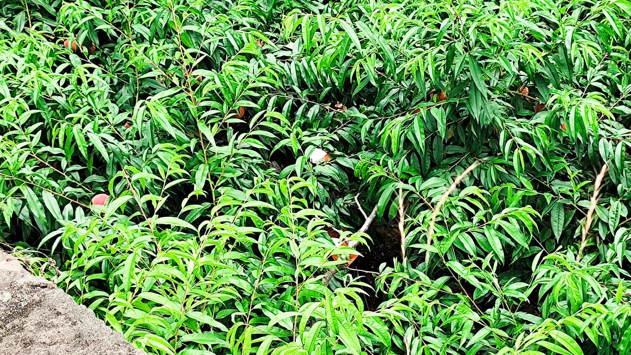 记录我的2026吃桃的季节来了！分享一张自然风景的照片，