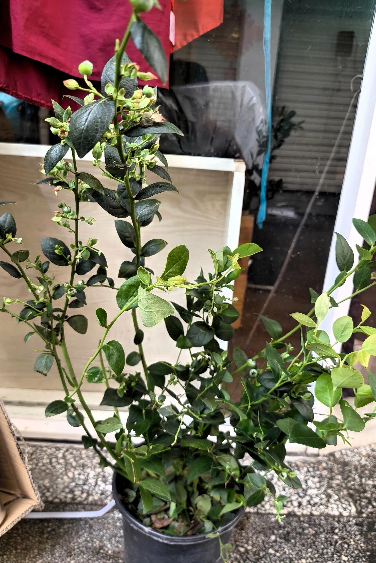 《蓝莓》
 
父母和儿女的情，就像这蓝莓一样。
 
刚结果时，青硬酸涩，却被我们