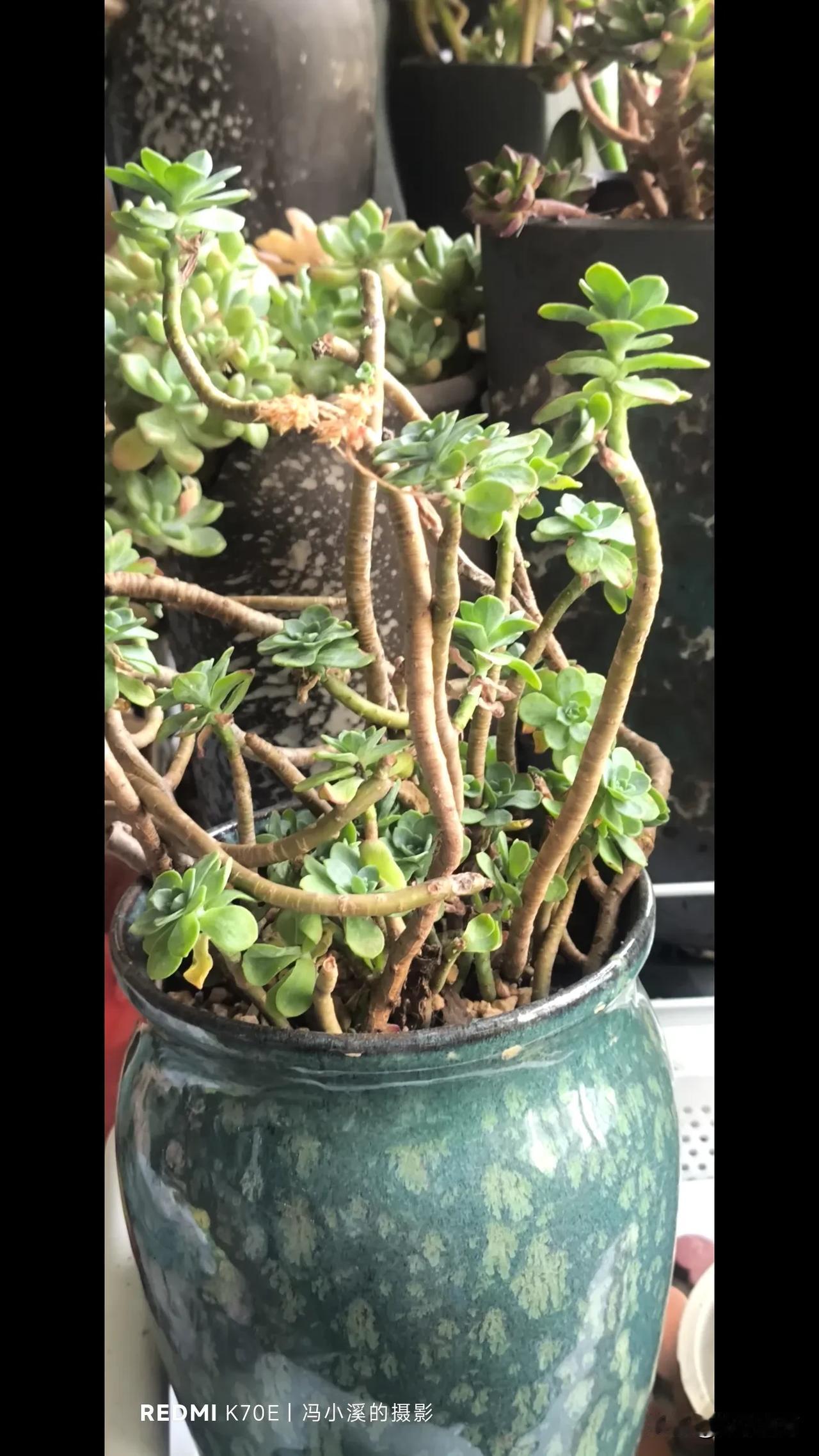 晒晒你养的绿植为了节省地方，解决阳台狭窄的问题，我趁着冬春季节把多肉老原桩全换盆