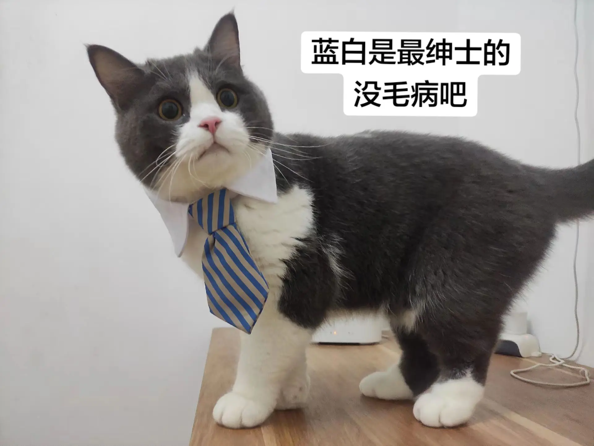 如果你没有养过英短蓝白，你不会懂什么叫“绅士猫”！
