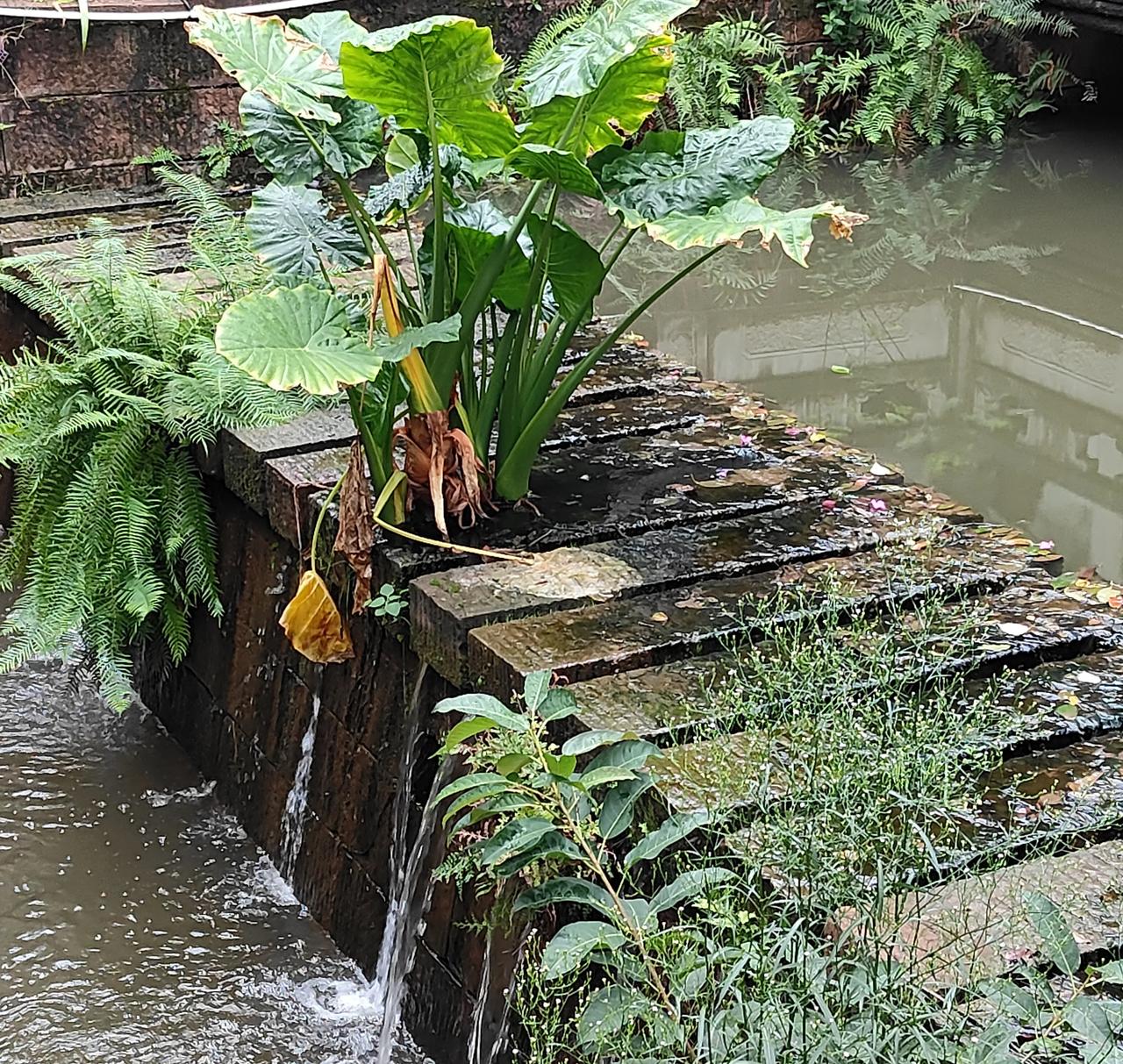 小桥流水人家，古道西风瘦马，看河坎上光秃秃地，上面也有滴水观音、蕨类等植物顽强地