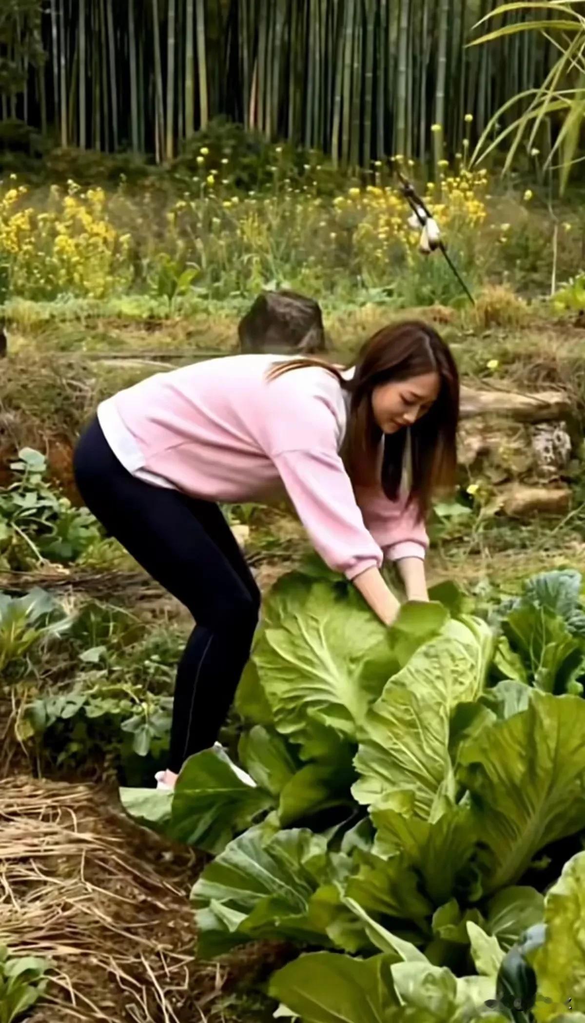 冬季多吃大白菜，
营养丰富还补钙。
自家种的无公害，
五花肉血肠全带。