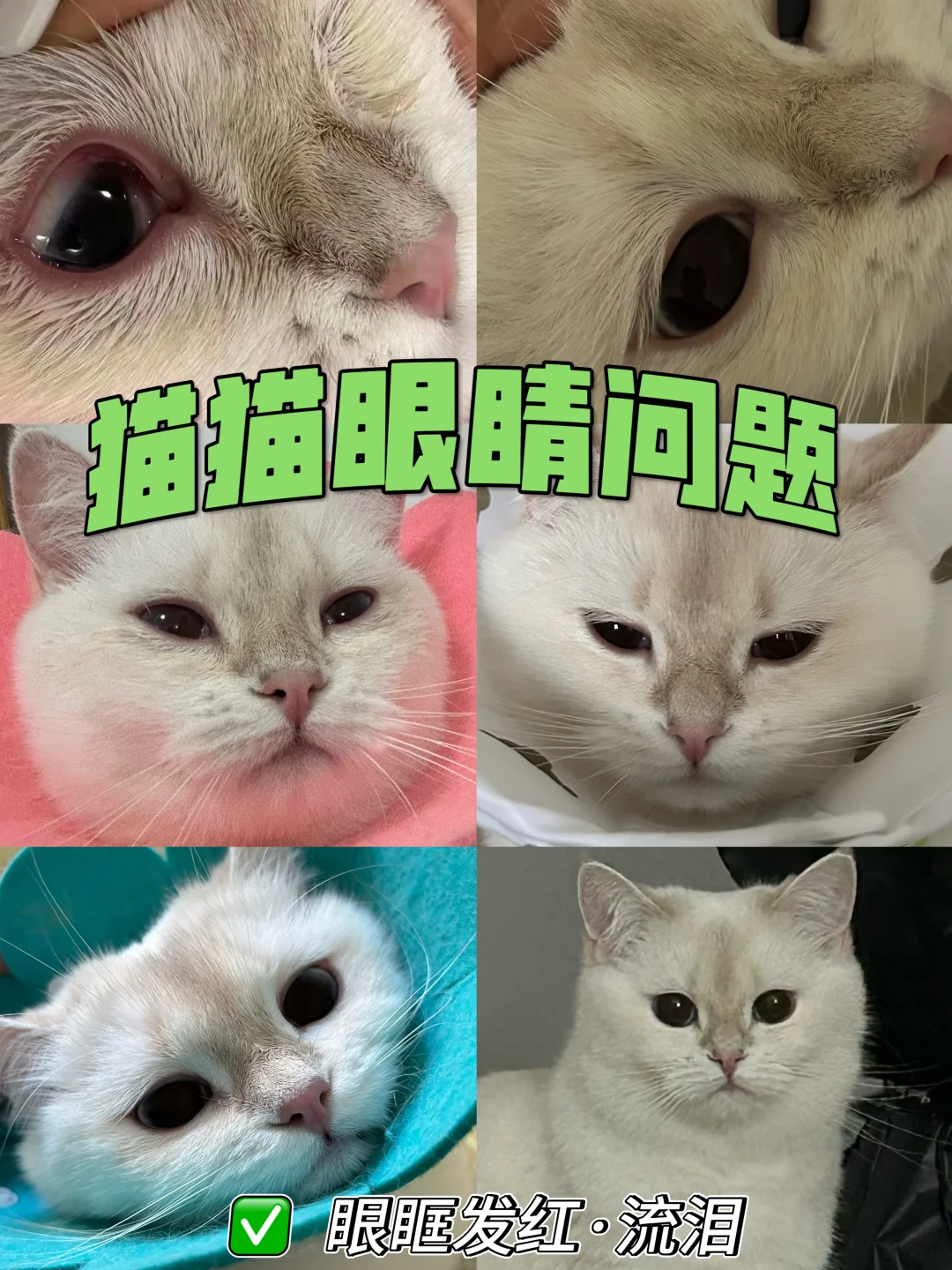 《猫咪眼睛长期发炎 畏光 眼眶发红》