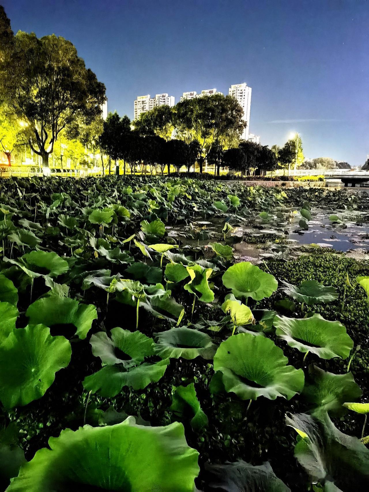 夜色荷塘，斑驳陆离

昨晚散步，随手一拍，记录了这座城的夏夜。

夜色下的荷叶铺