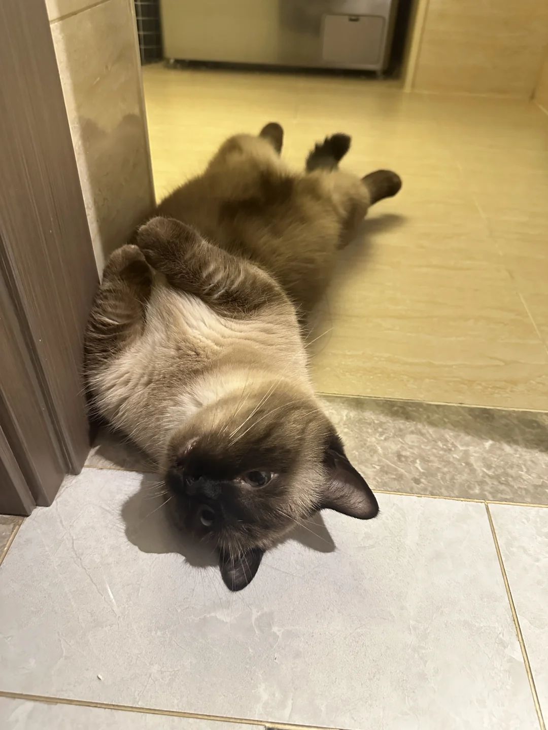 黑头小猪