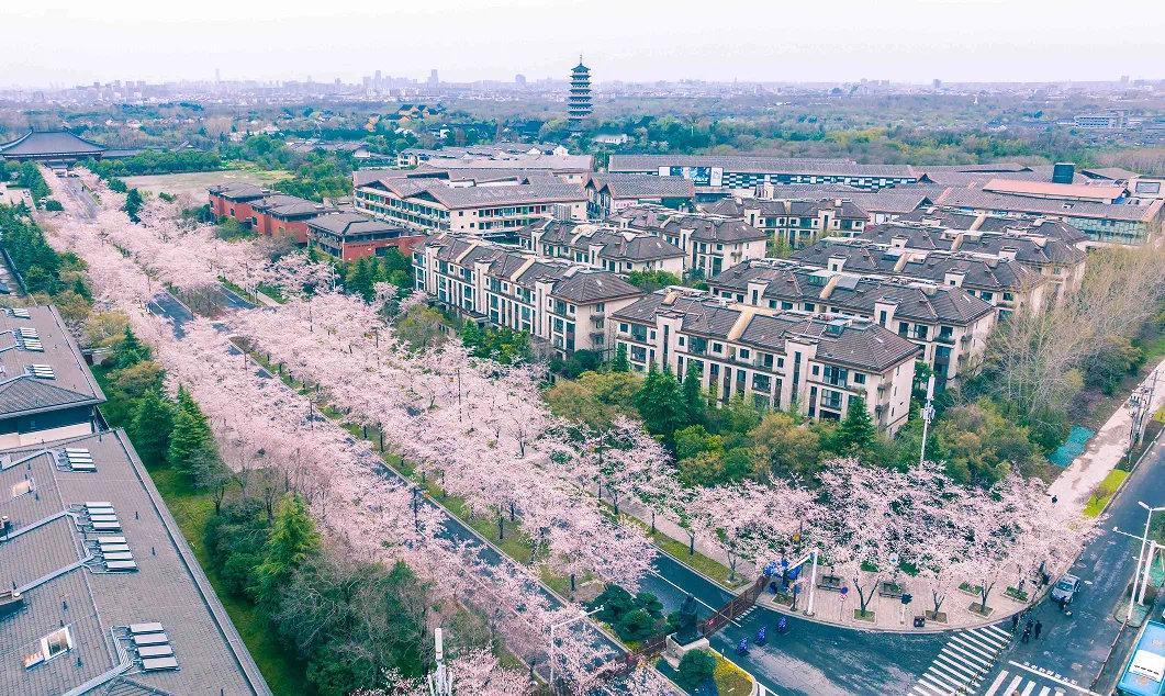 我在家乡等你来 【赏樱花第一大道】扬城最早建成、知名度最高的樱花大道，莫过于鉴真