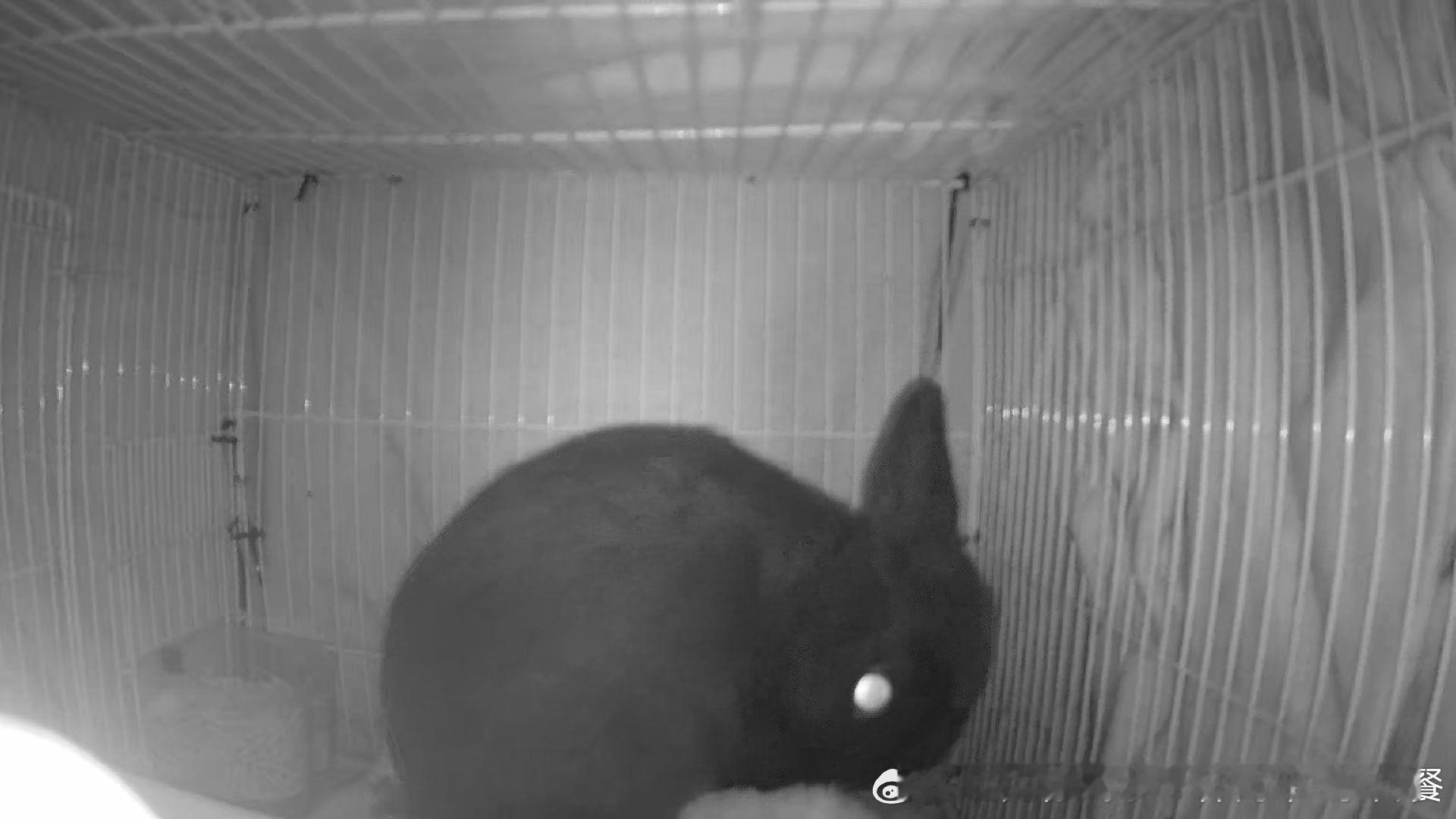13570🐇【我是谁？——】独角兽！ 