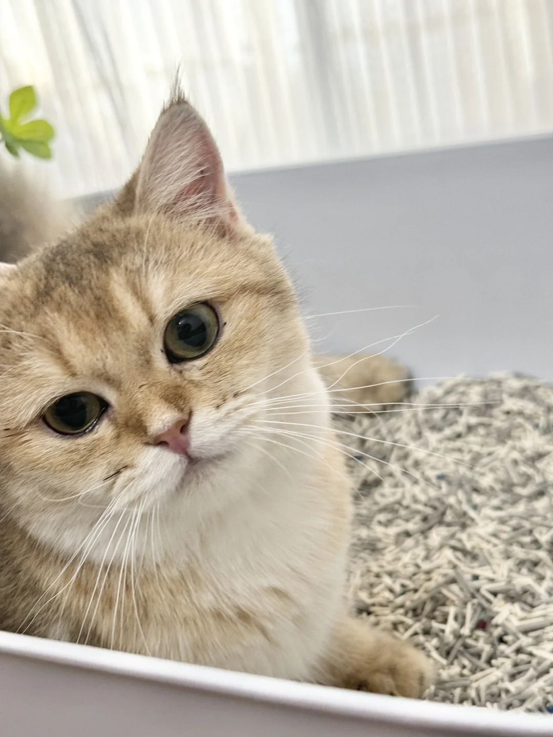 可可爱爱小金子