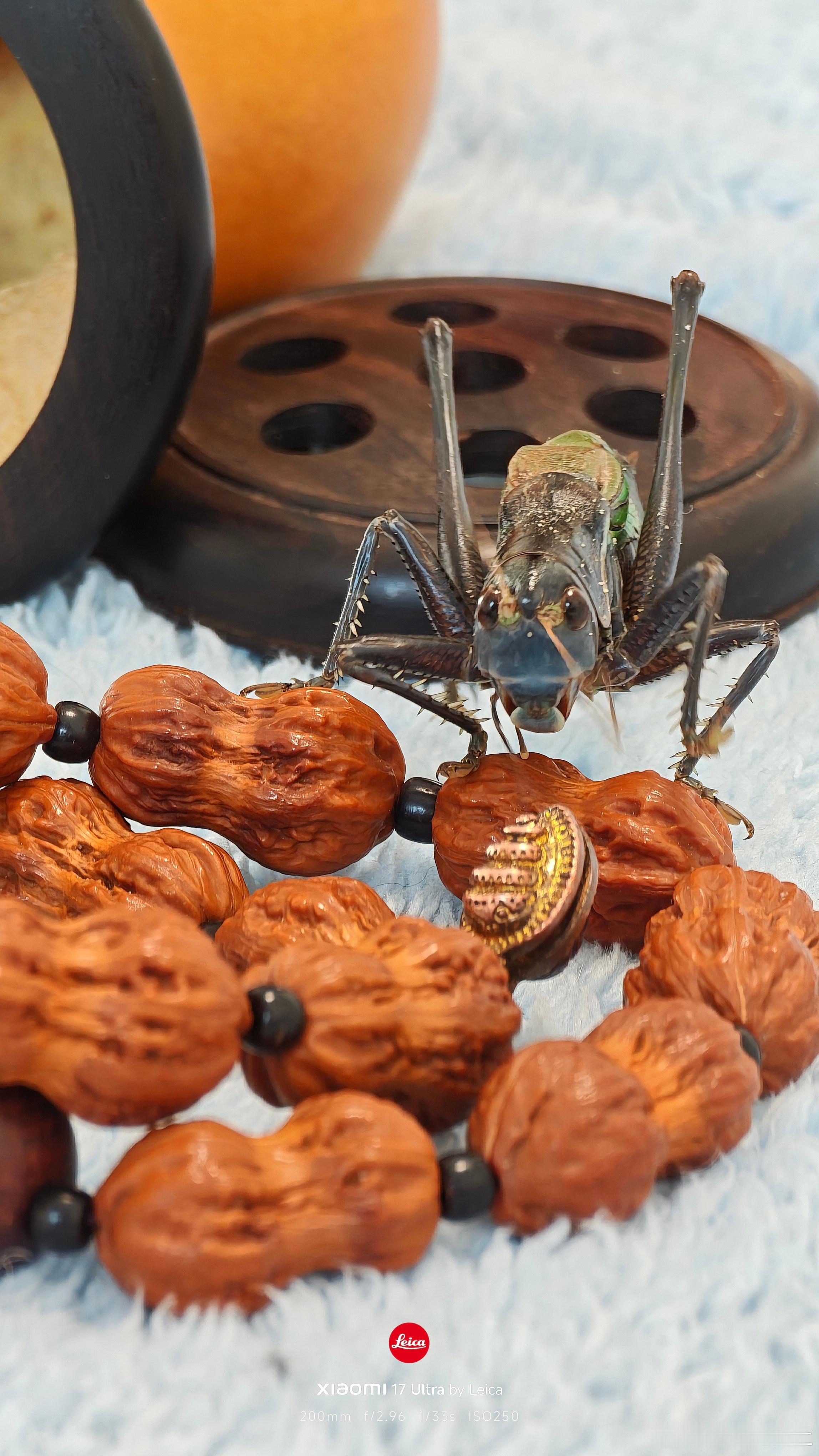 让小东西出来运动运动晒晒太阳对于他们来说就很幸福据说也不能直晒太久老北京宝可梦蝈