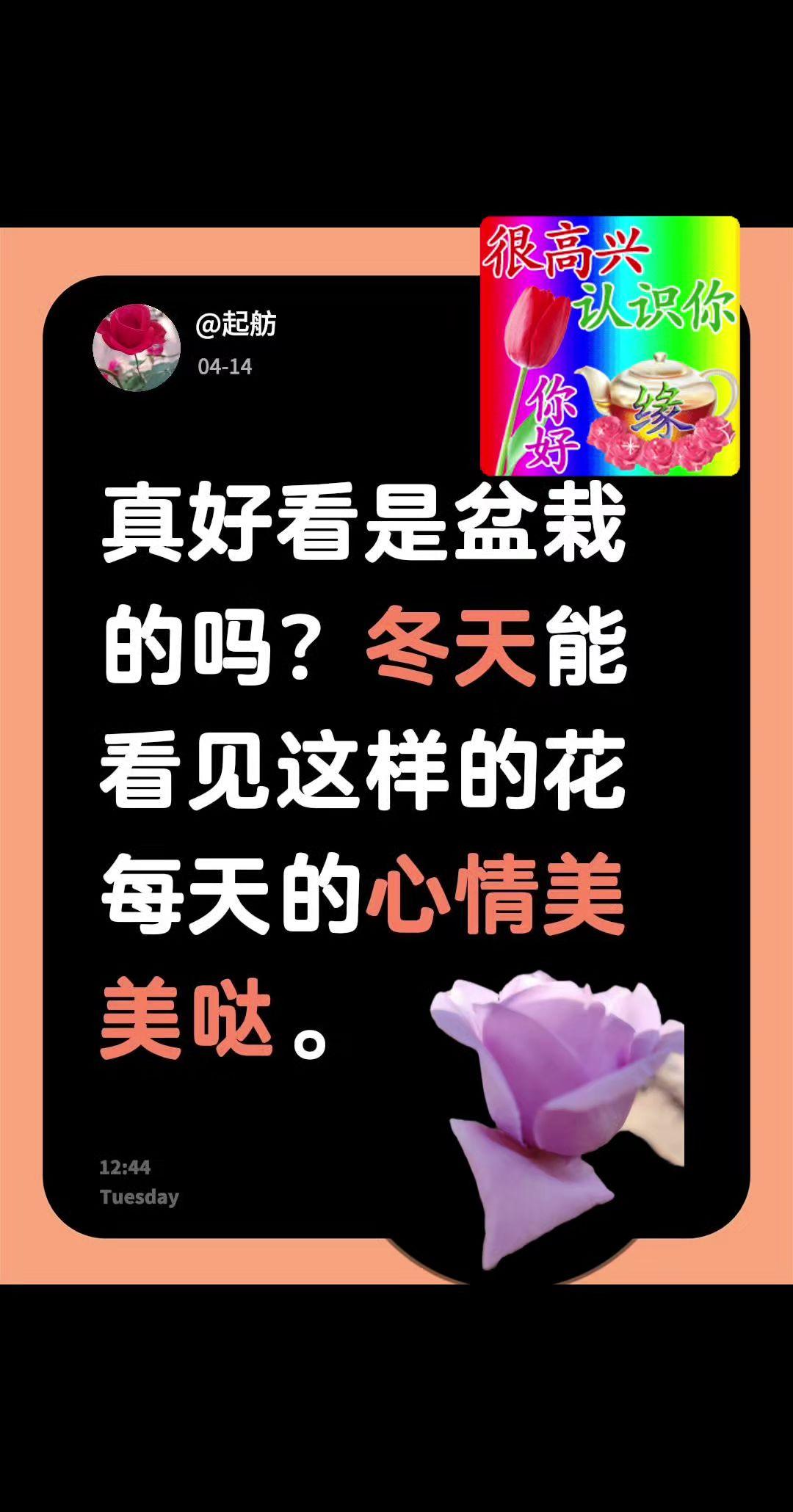 我回复了@星✨月 的评论：
真好看是盆栽的吗？冬天能看见这样的花每天的心情美美哒