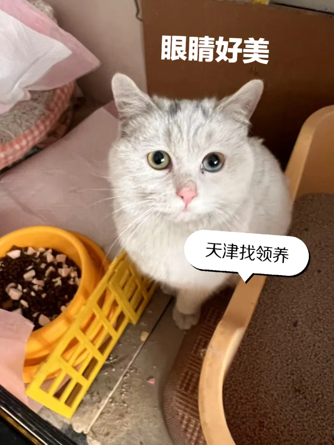 白猫眼里藏在浩瀚星空么？太美了吧？天津急找领养，还在流浪，好可怜呀[笑哭R]