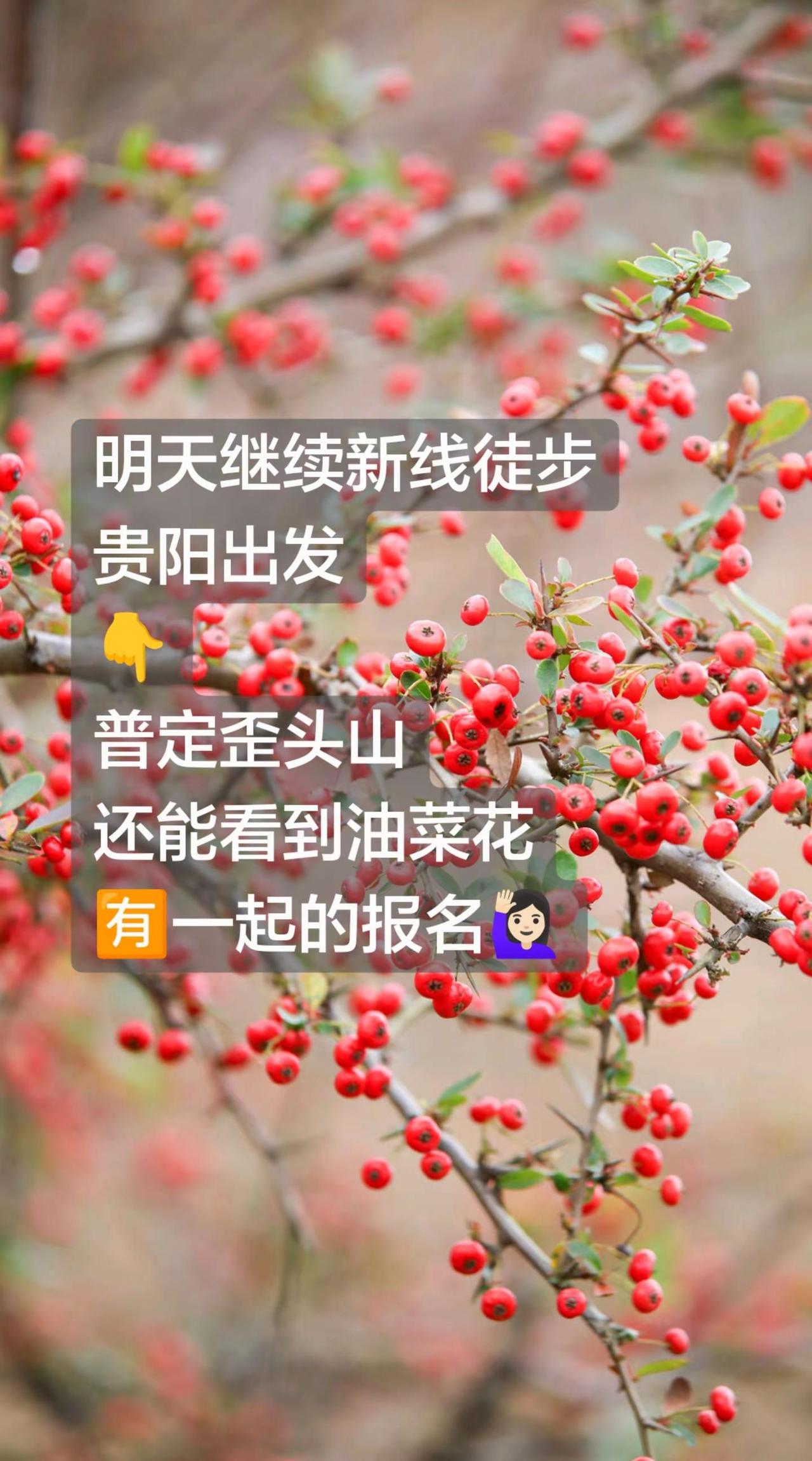 明天贵阳出发普定歪头山徒步~看油菜花。户外 徒步 歪头山 油菜花