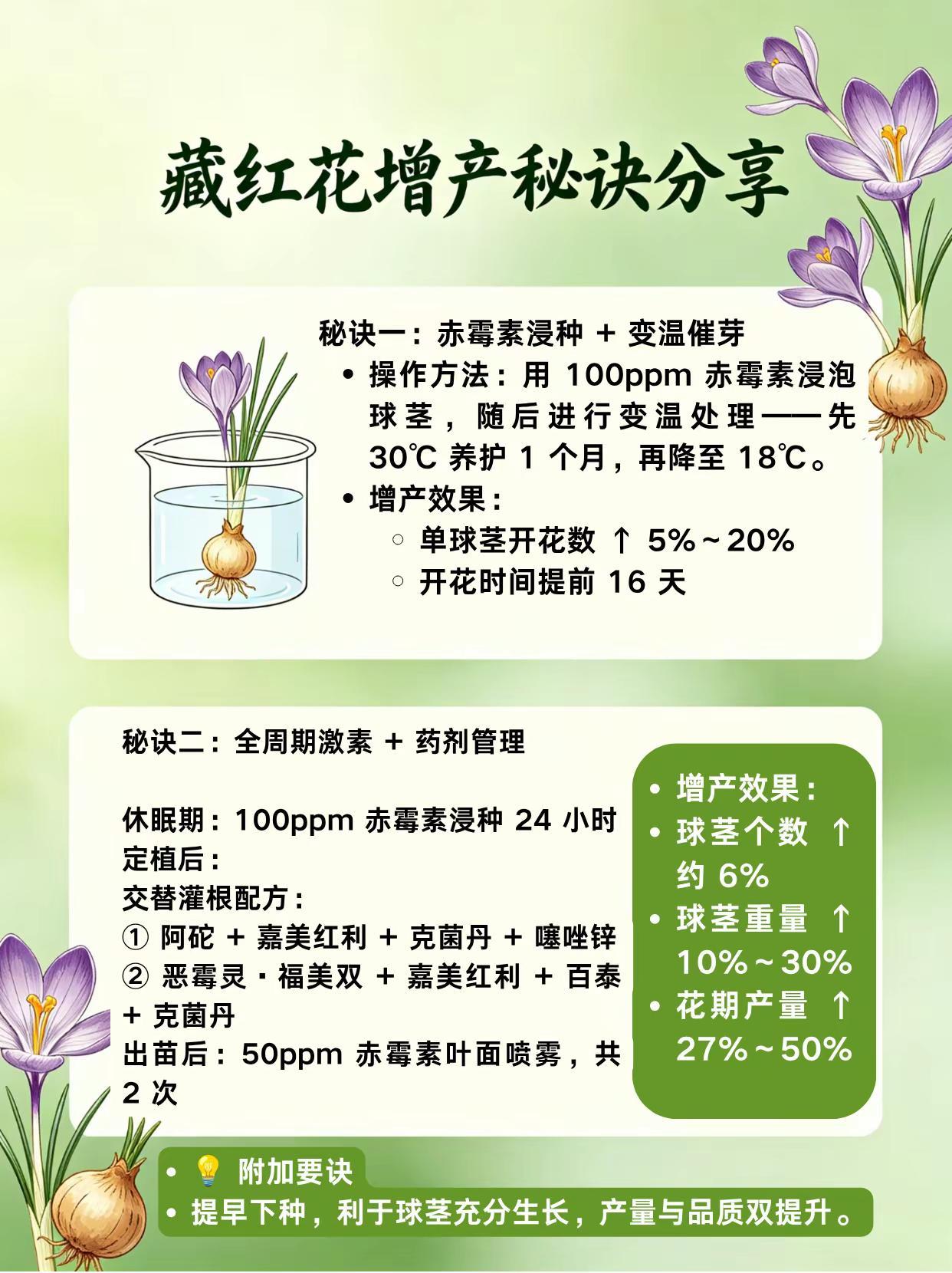 藏红花增产秘诀分享！。藏红花种植
