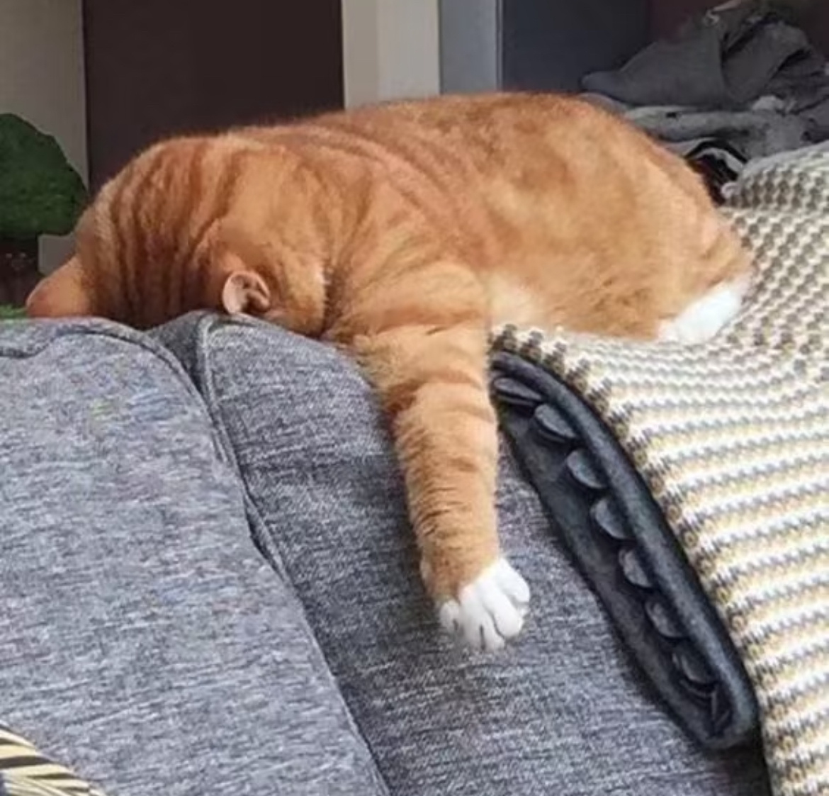 生物钟彻底乱了，起不来，睡不醒