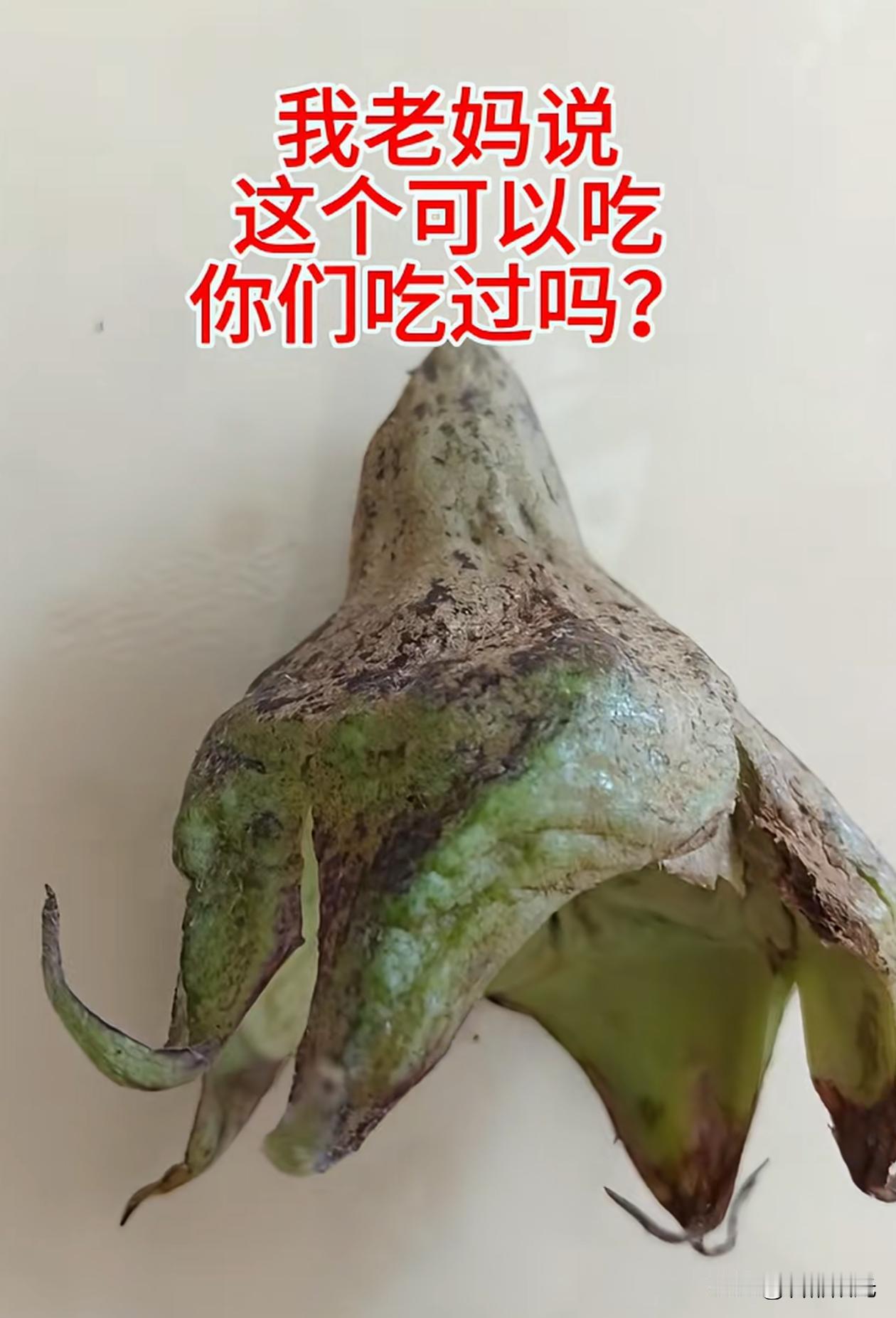 你听说过砸茄梗吗？有读者发头条说，从前竟还有人吃这个，自己完全不知道。

这是茄