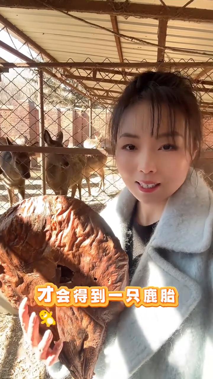 鹿容易得，鹿胎难求。鹿胎可是古代宫廷的宠儿。有人说娶鹿胎很残忍，其实只有在母鹿意