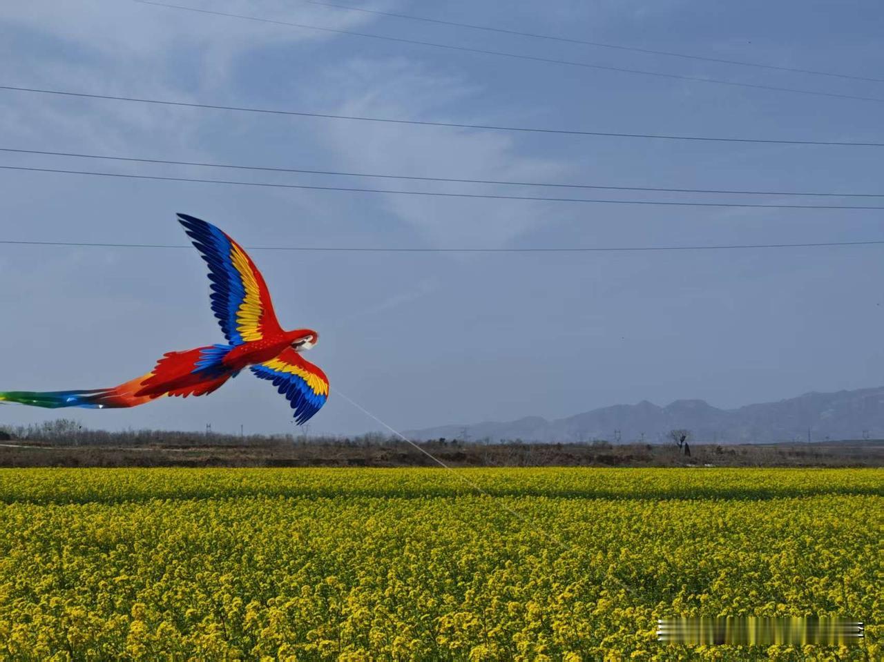 春日生活打卡季油菜花开了，如此美景让人心旷神怡！